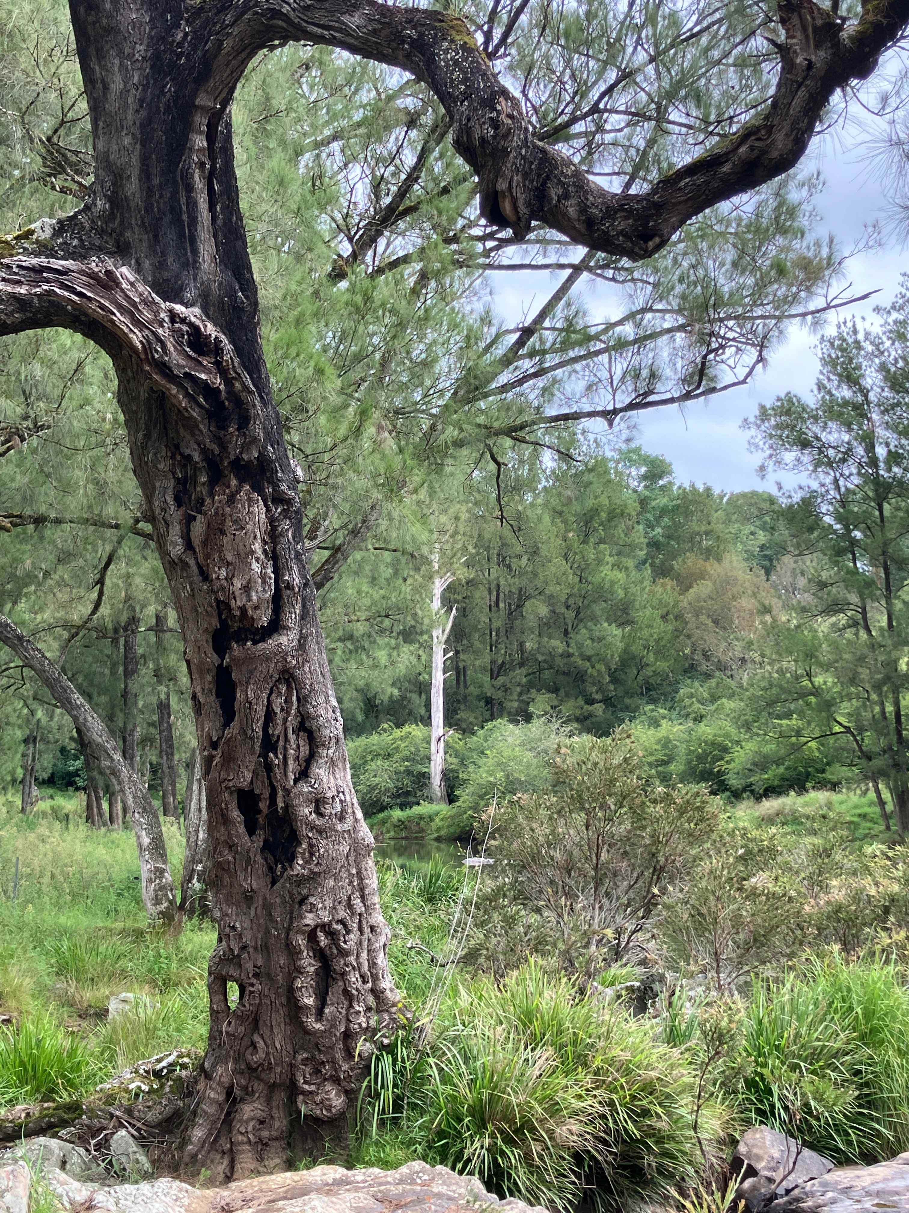 Wild Nymboida Camping Dorrigo