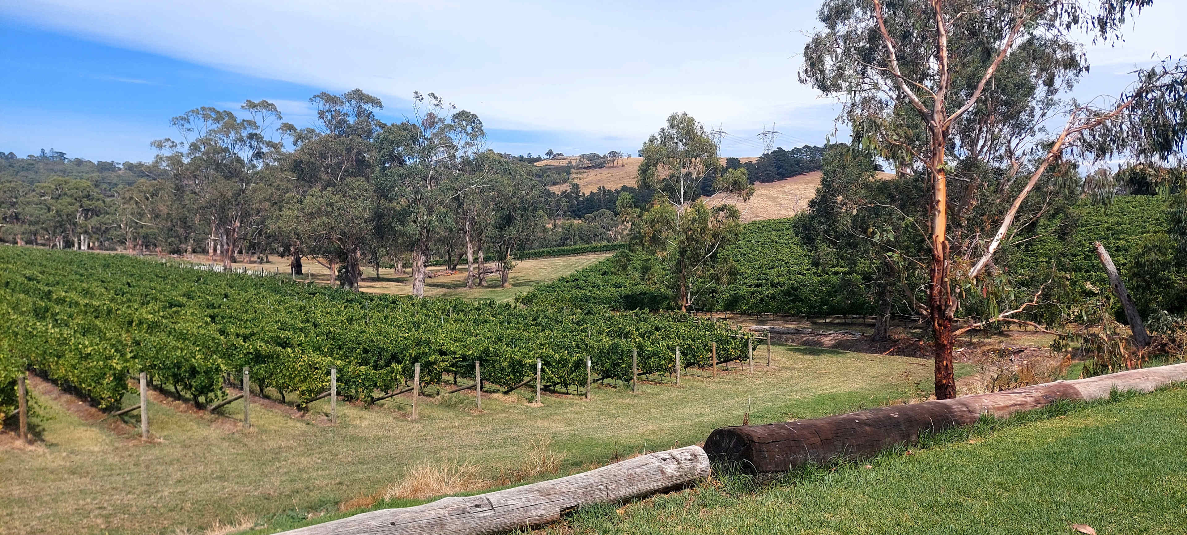 Yarra Valley Vineyard Views