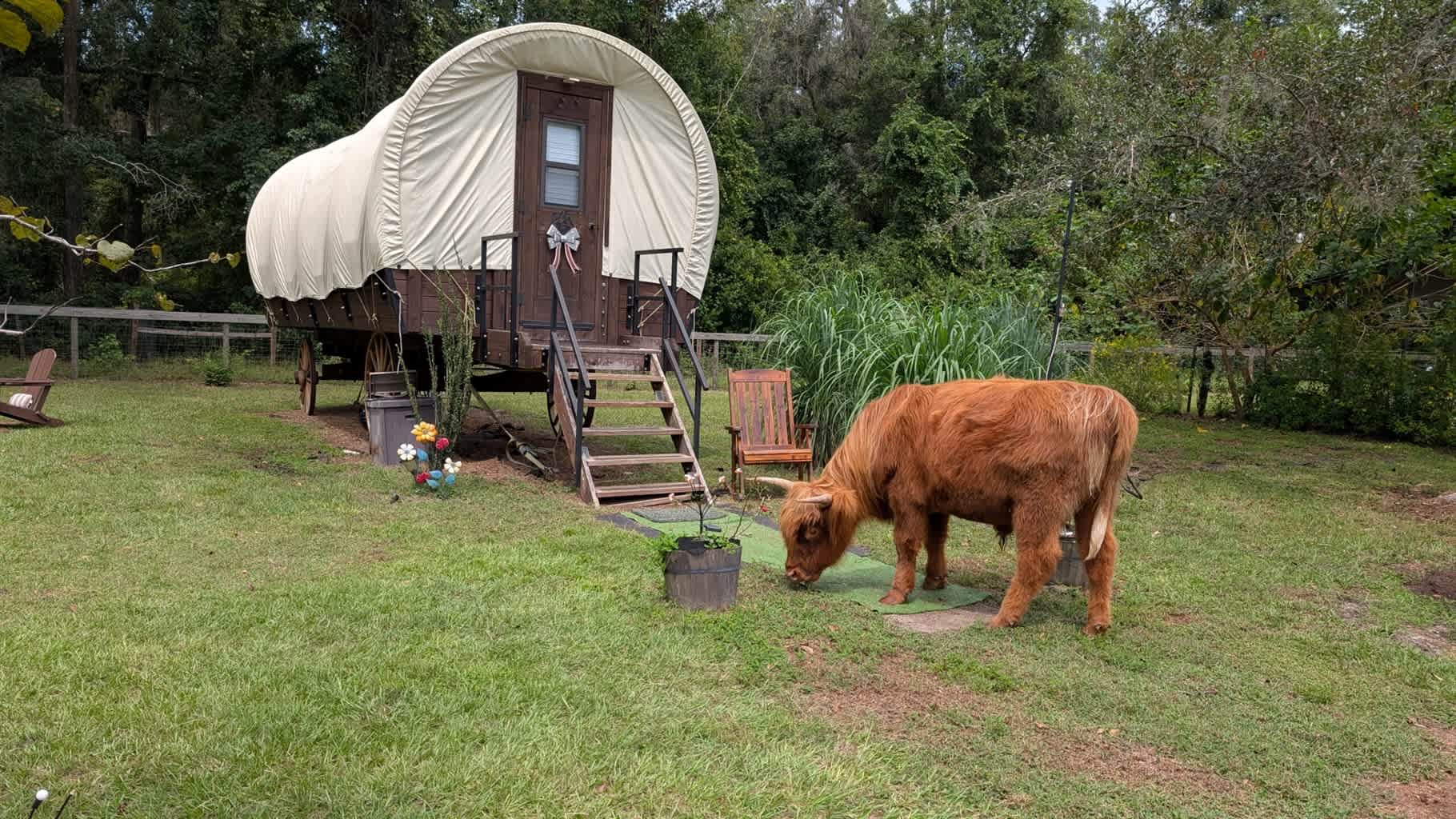 Fluffy Cow Farm