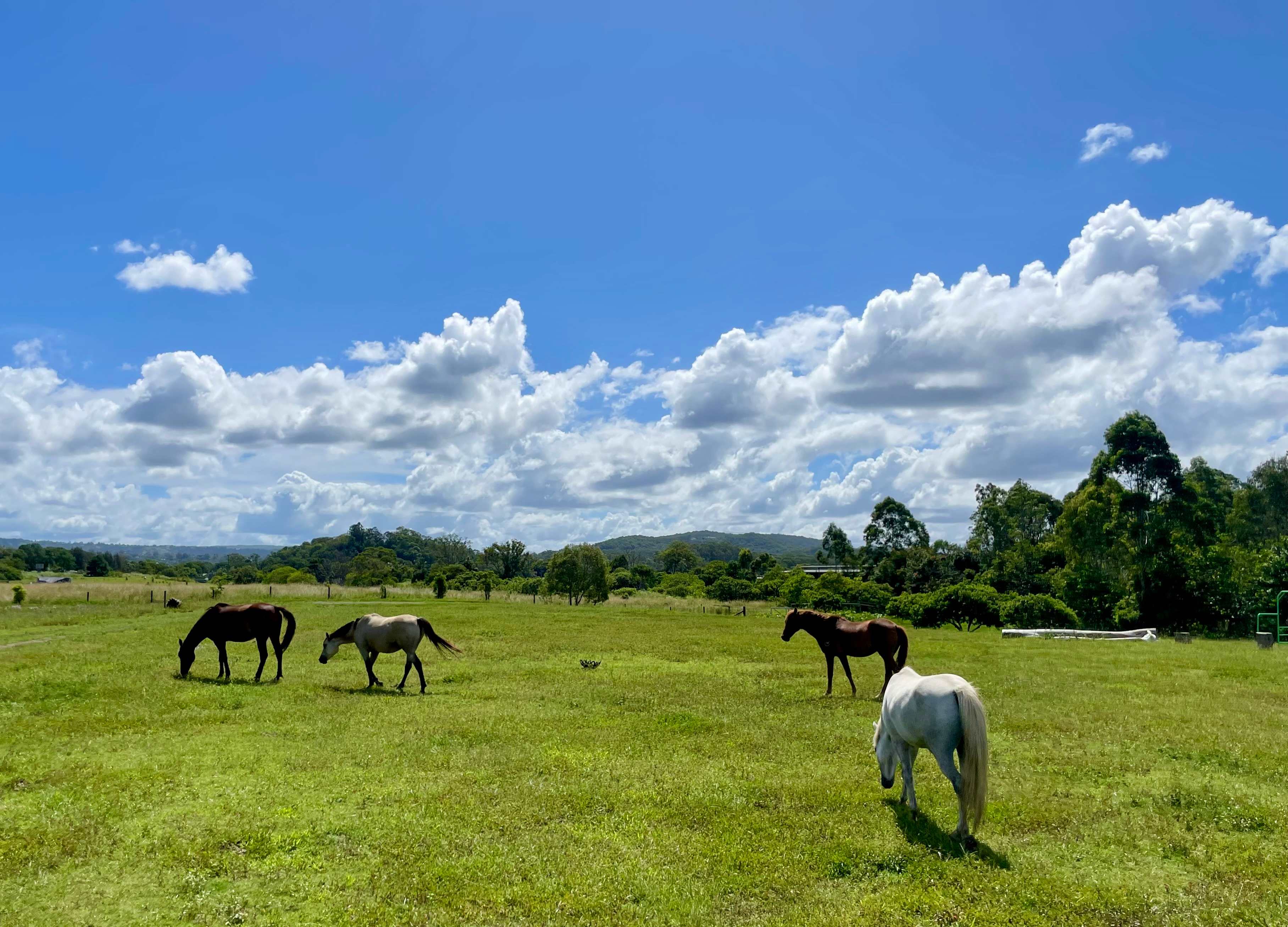 Peaceful, flat, grassy camping…with horses!
