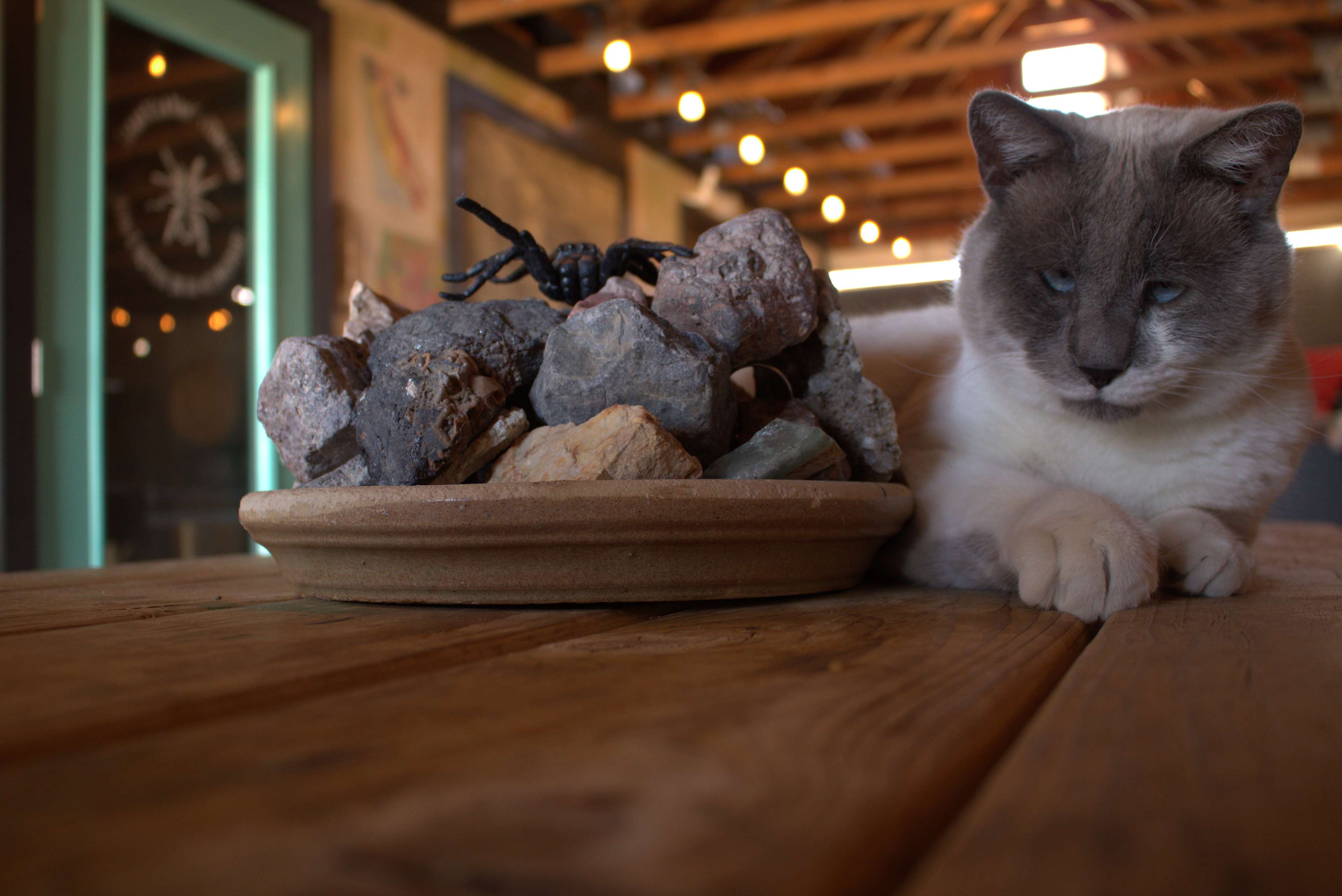 Borax in the common area 🙂