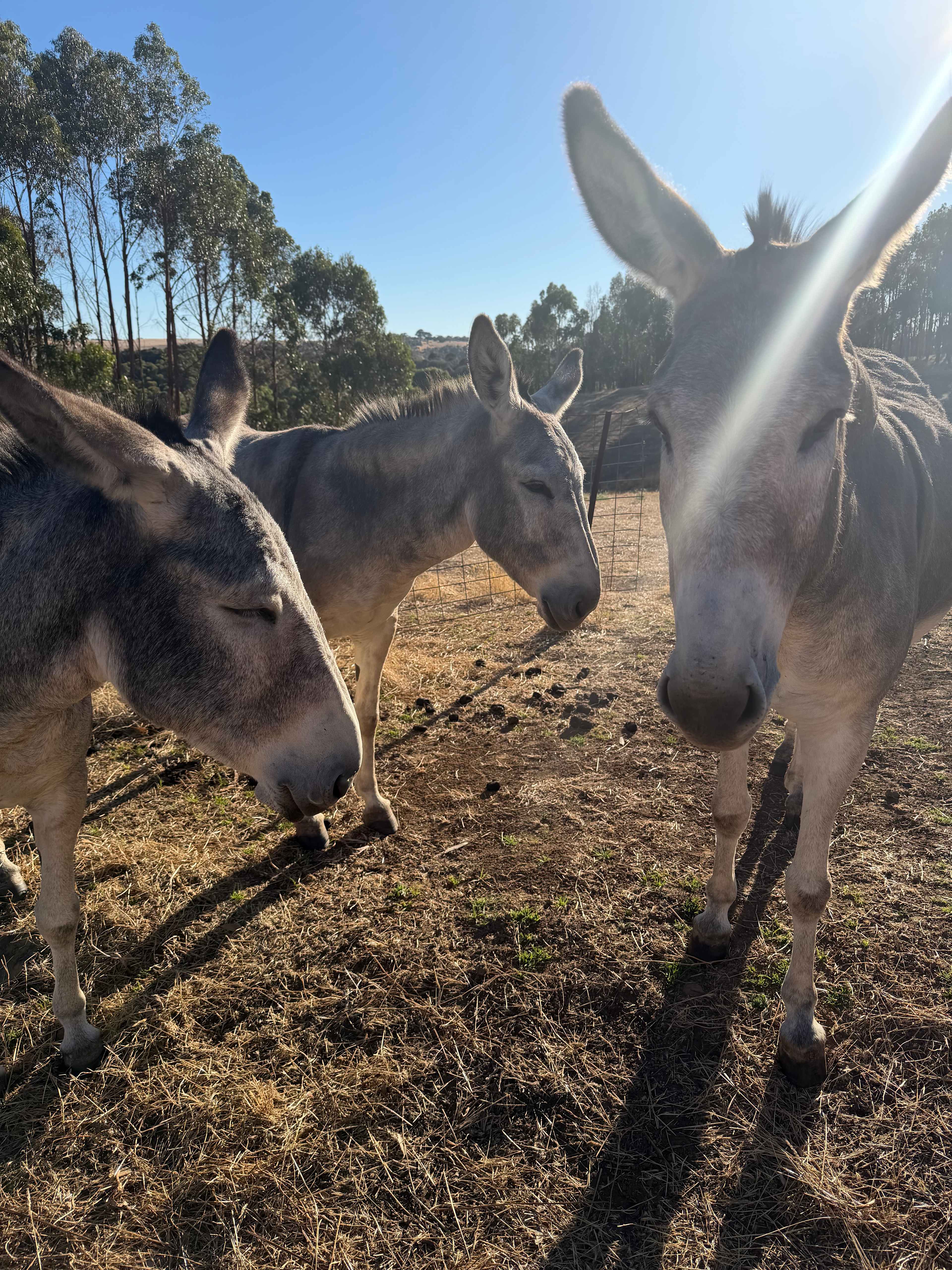 Koala Coast Retreat Farm