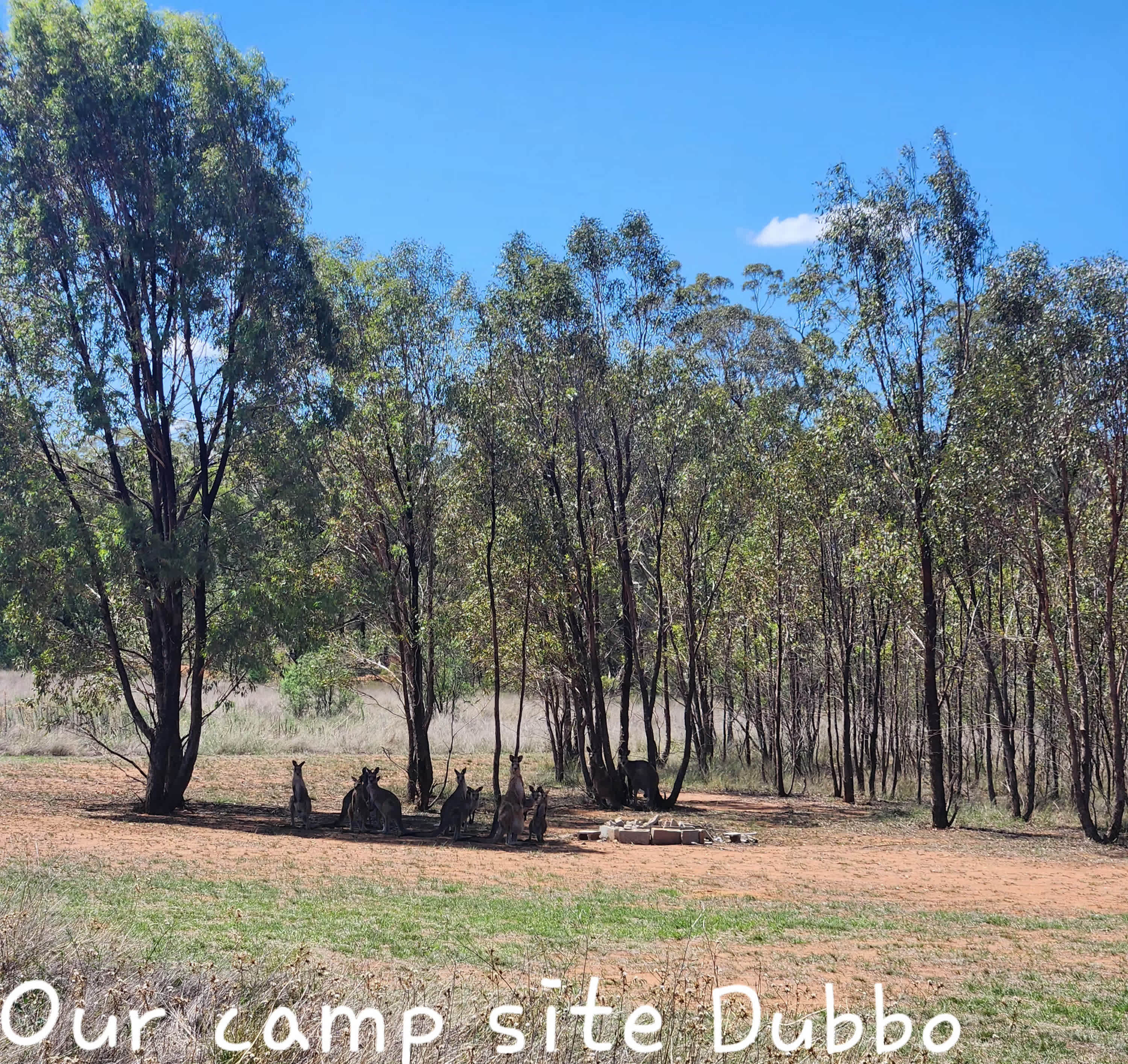 This photo shows the Kangaroos before we parked our caravan. Site 1.