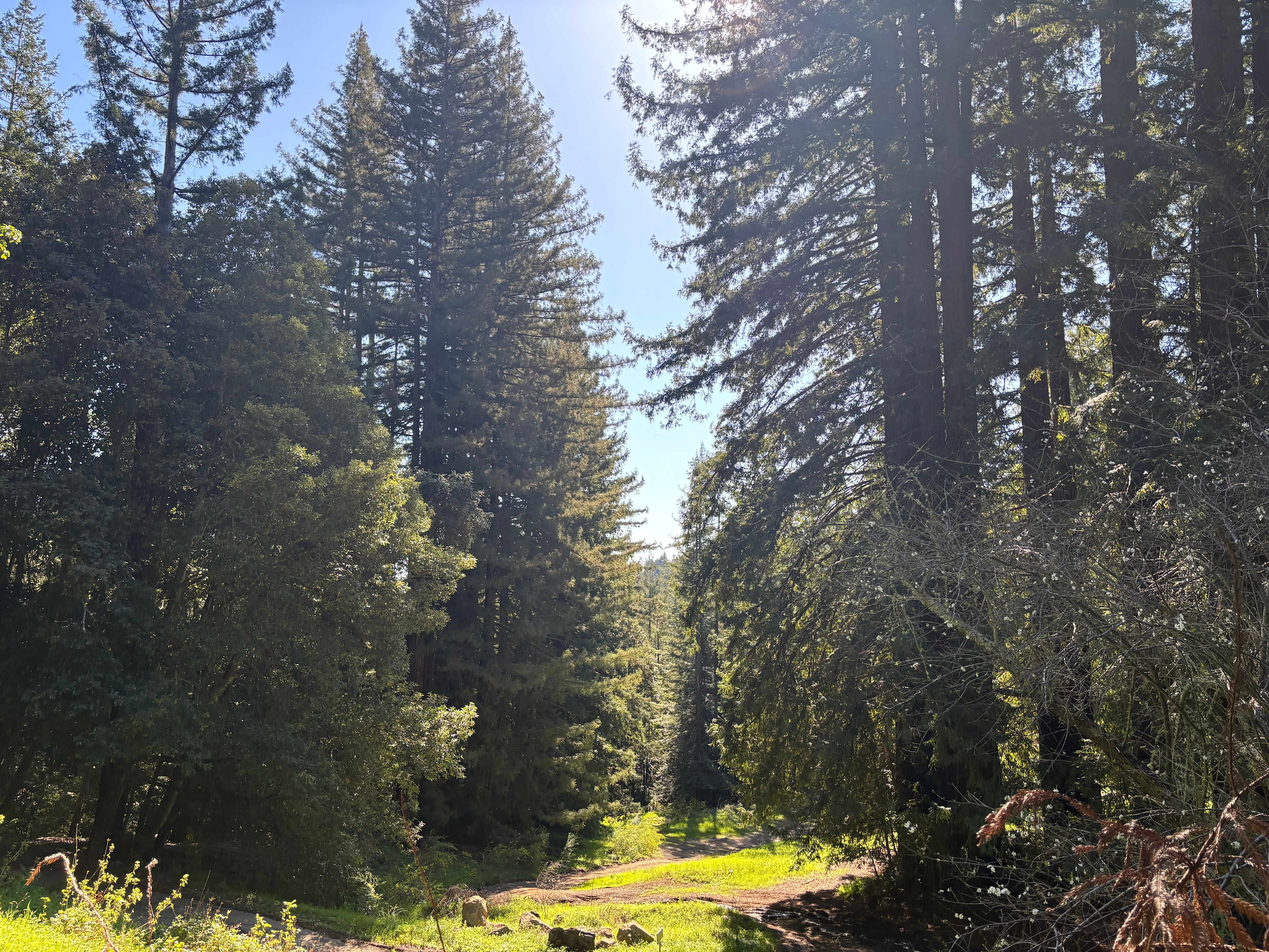 Amaya Creek Redwood Campground