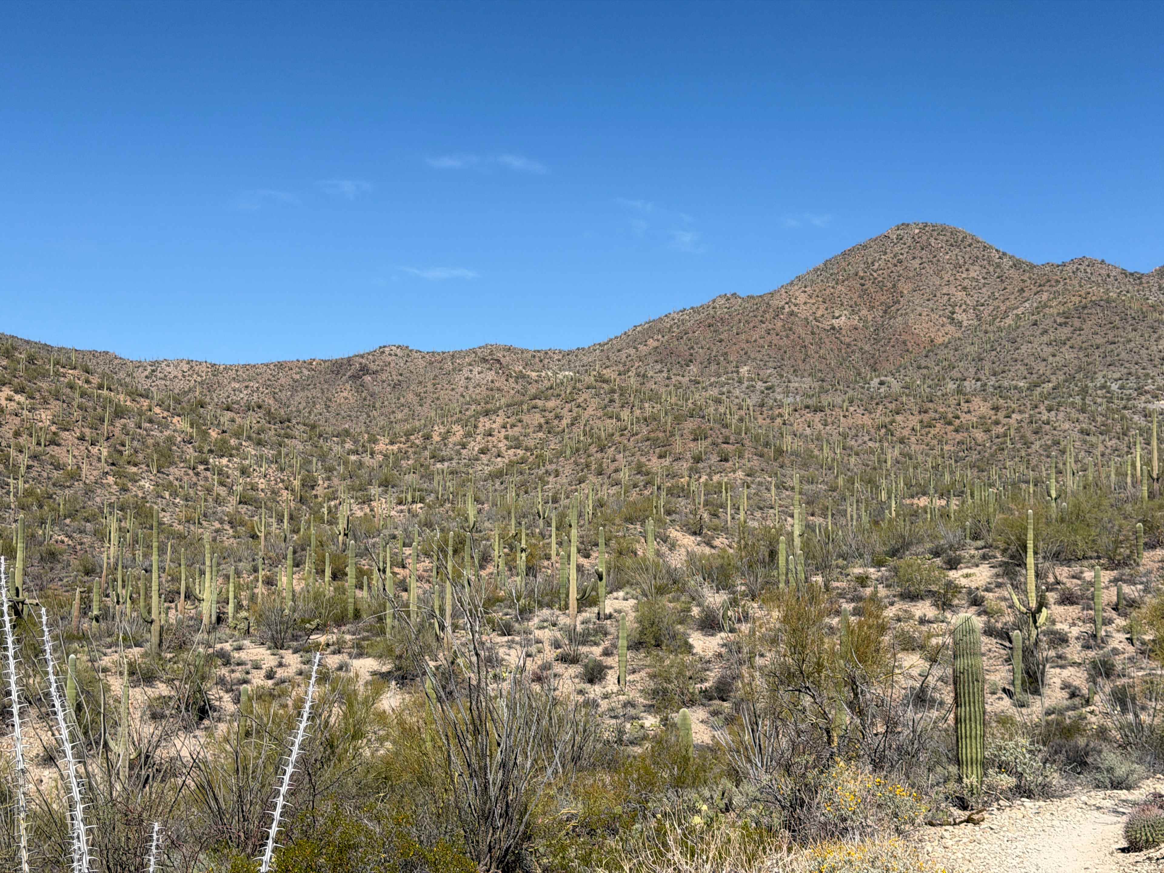 King canyon trail saguaro