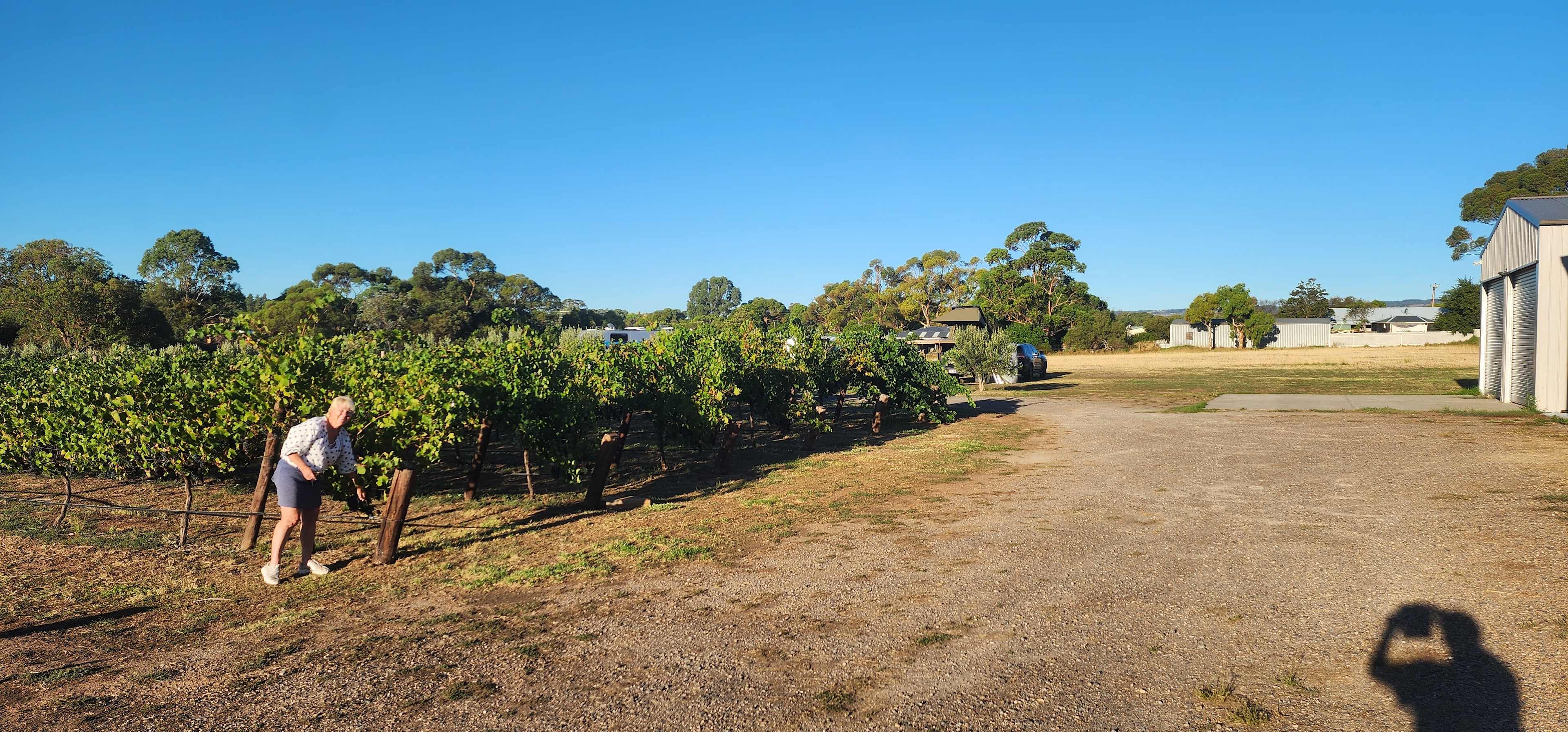 Six Strings - McLaren Vale Vineyard