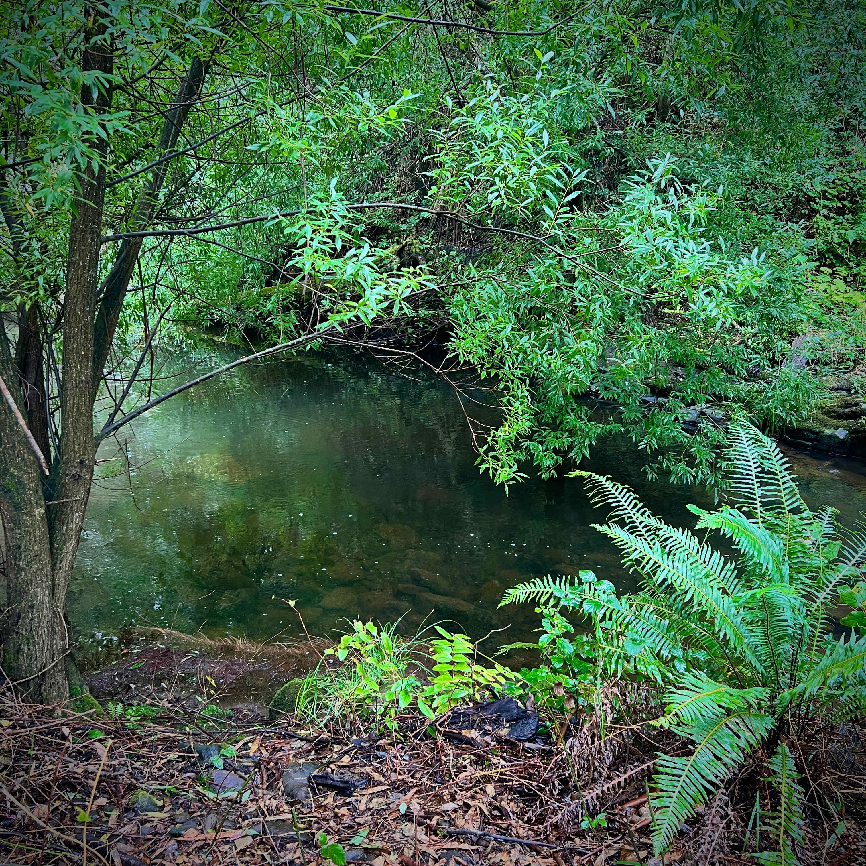 Merrimans Creek Seclusion