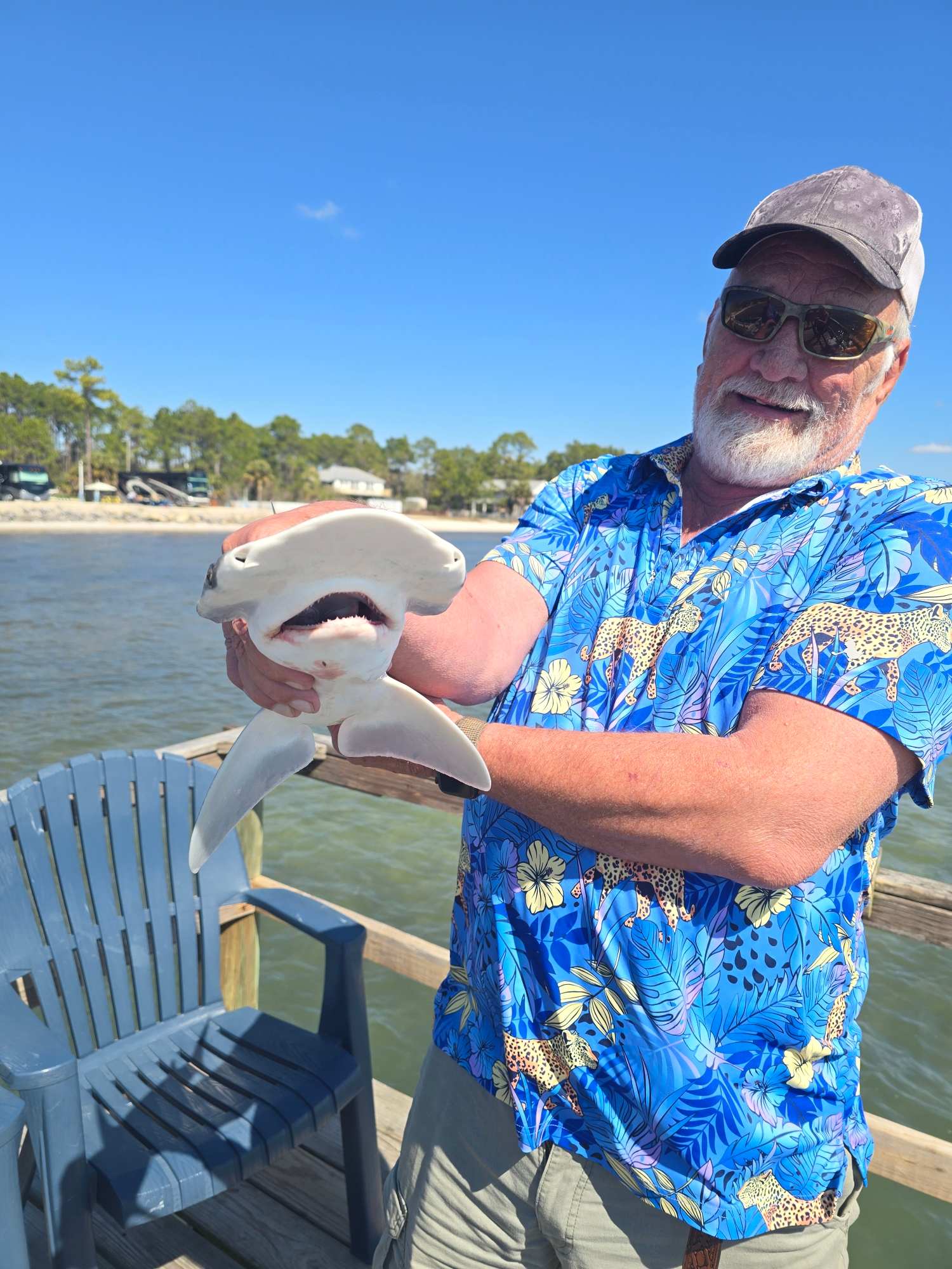 Bonnet shark from the private pier