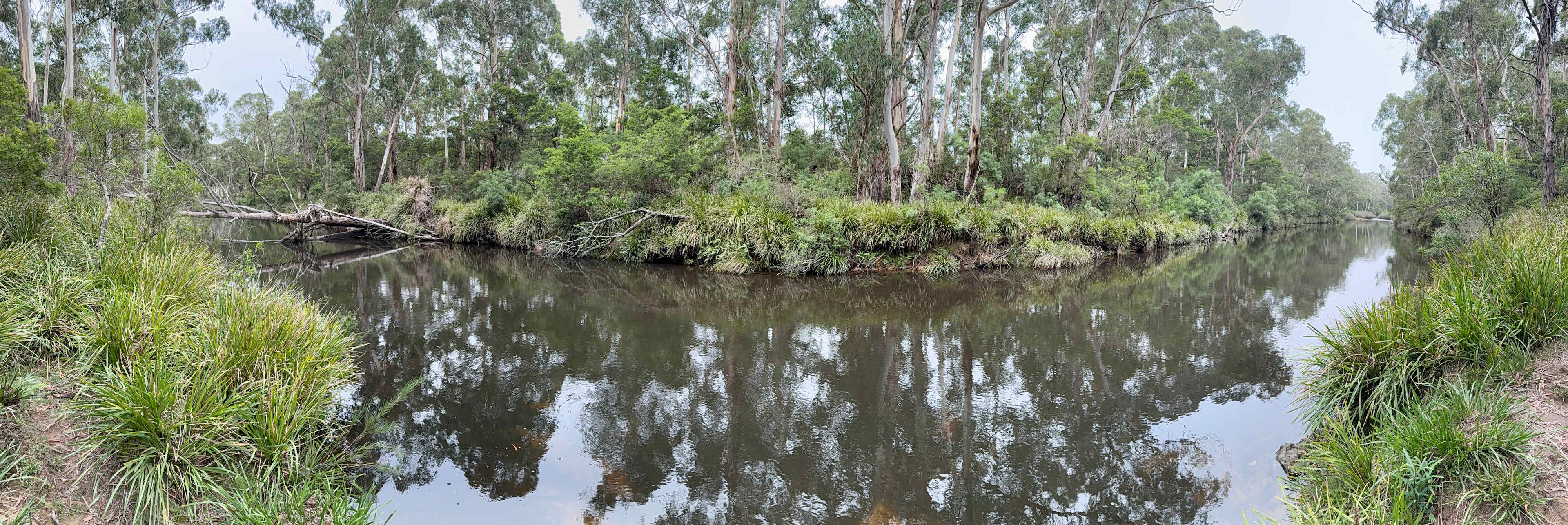 Scribbly Gum secluded bush camping