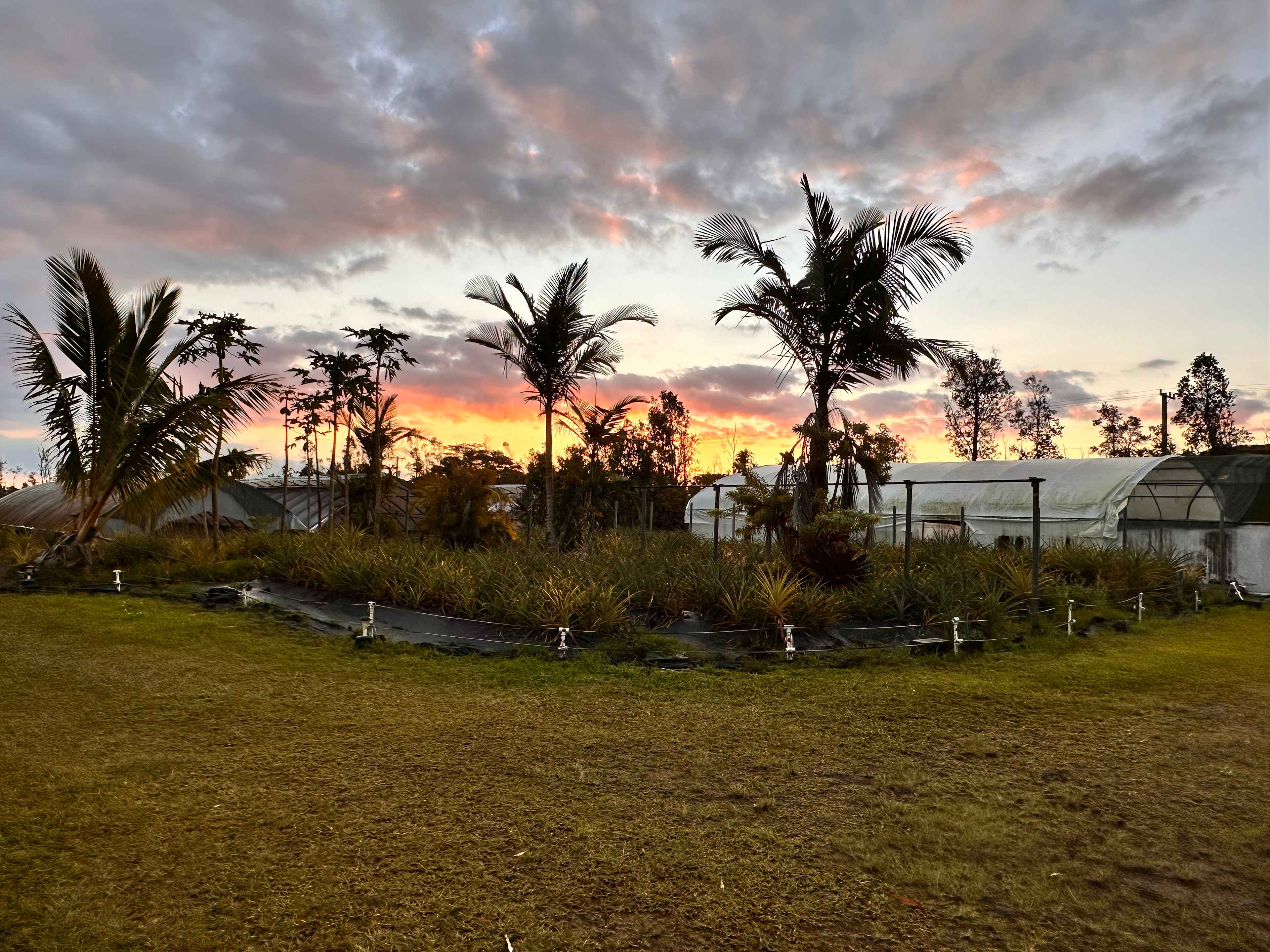 Papa’s Hawaiian Orchid Farm
