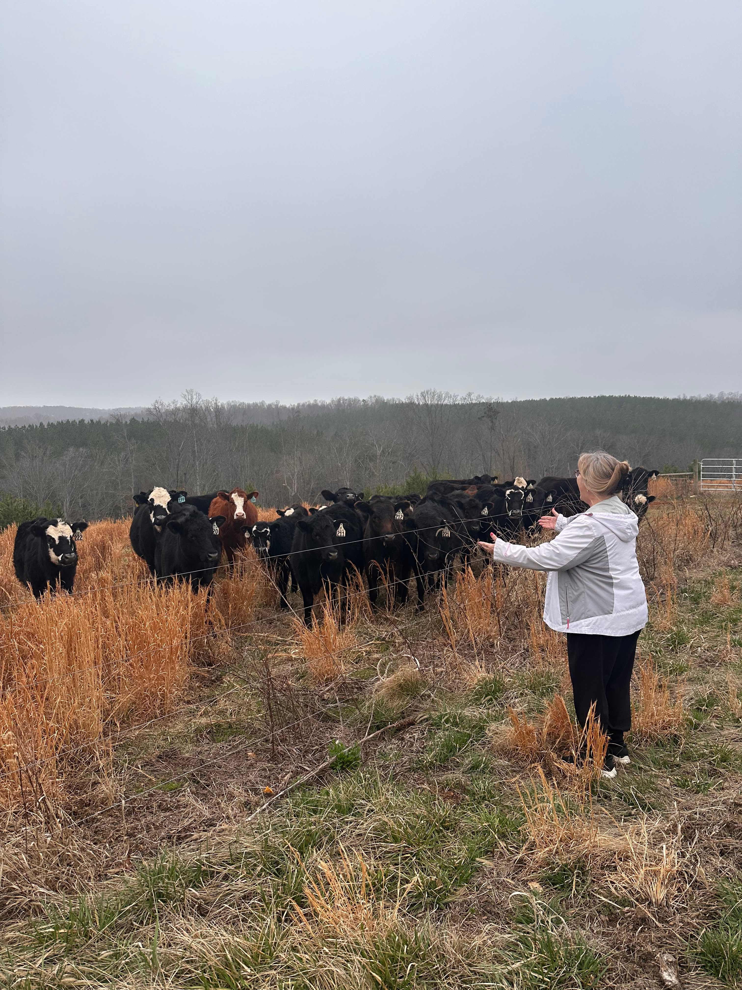 Nancy with the cows