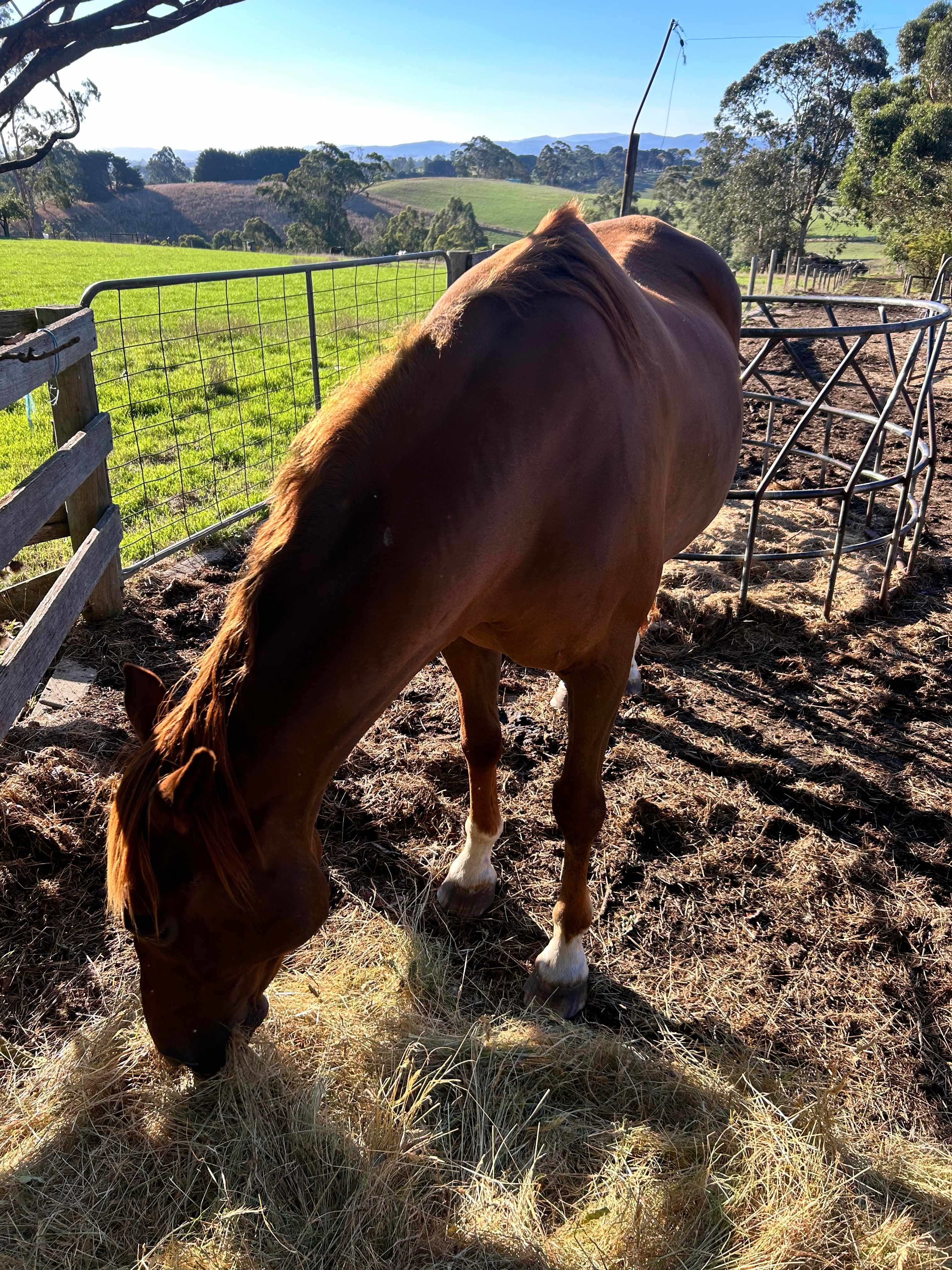 Old Dairy at The Grange, Buln Buln
