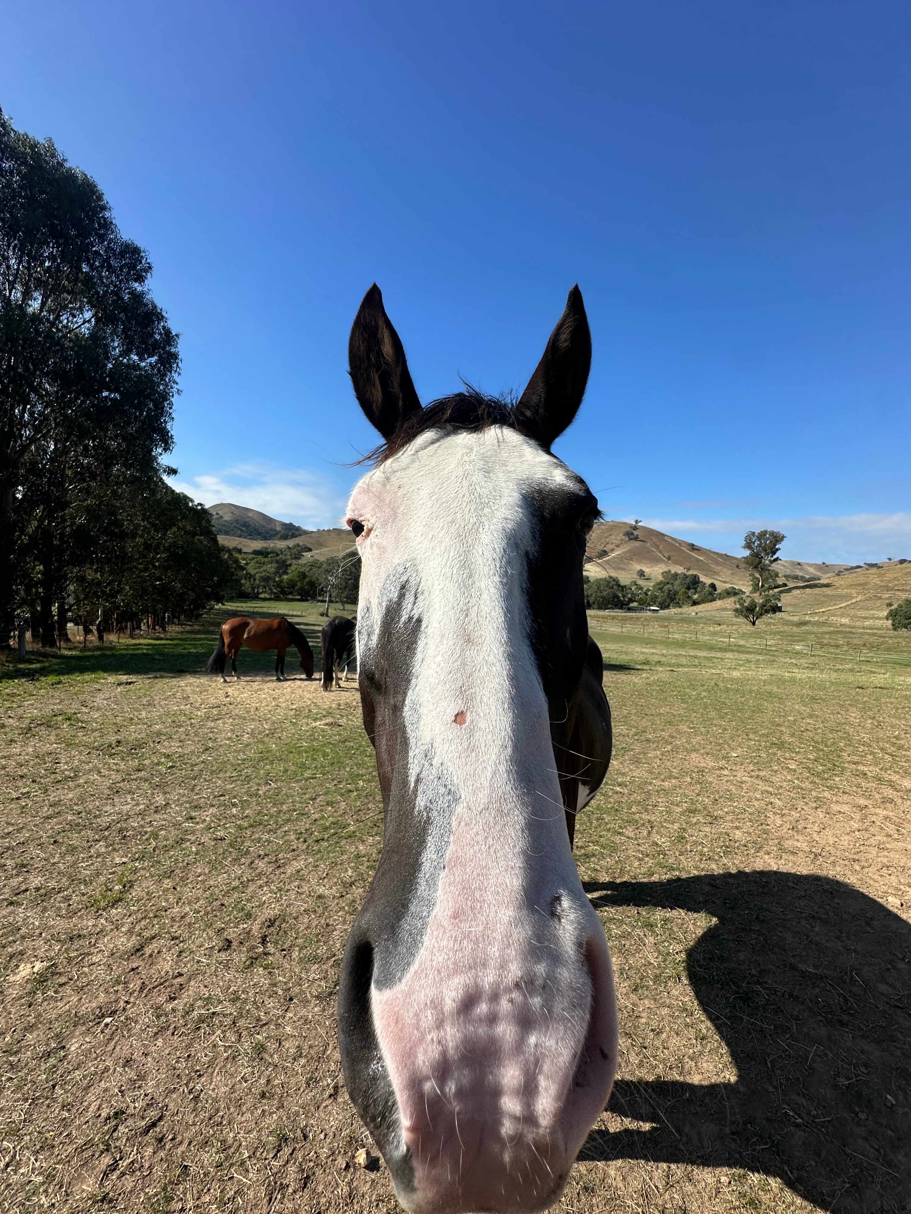 Wildcroft an Escape to the Country