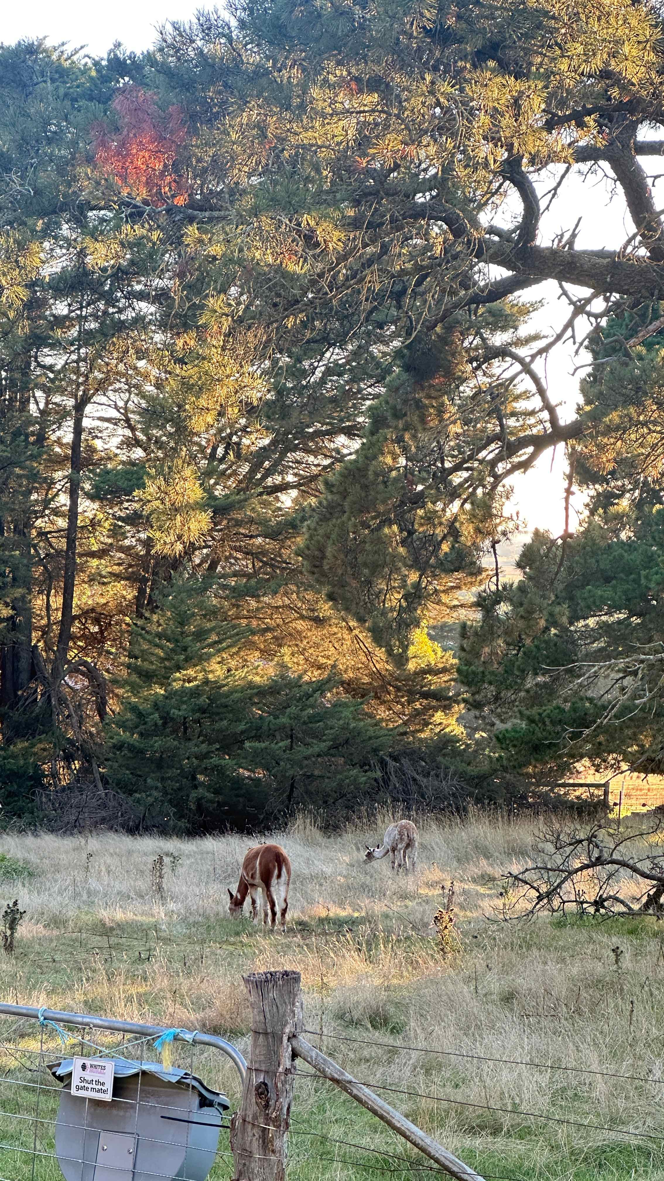 Dromkeen Macdeon Ranges