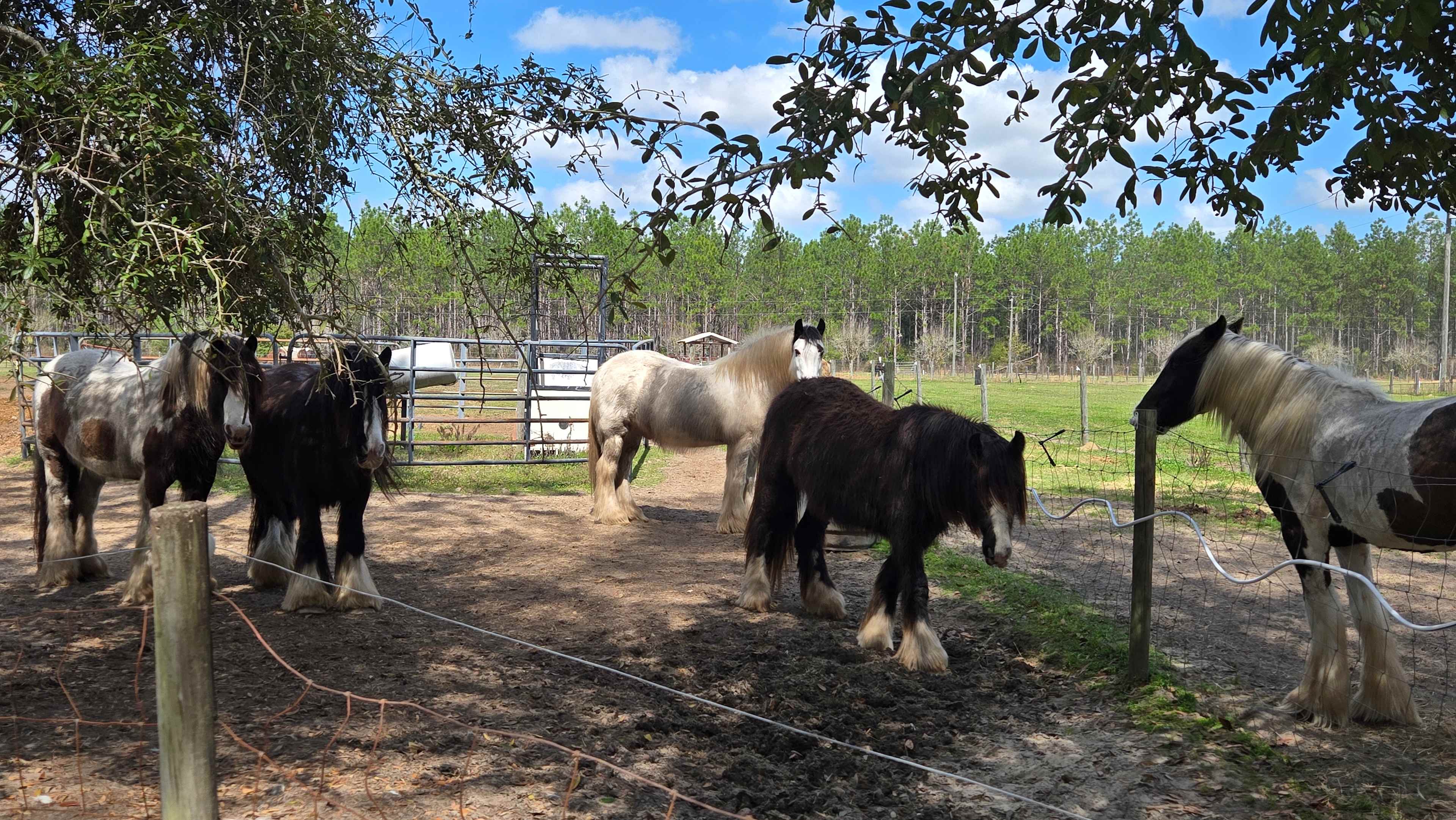 Bluewater Horse Ranch
