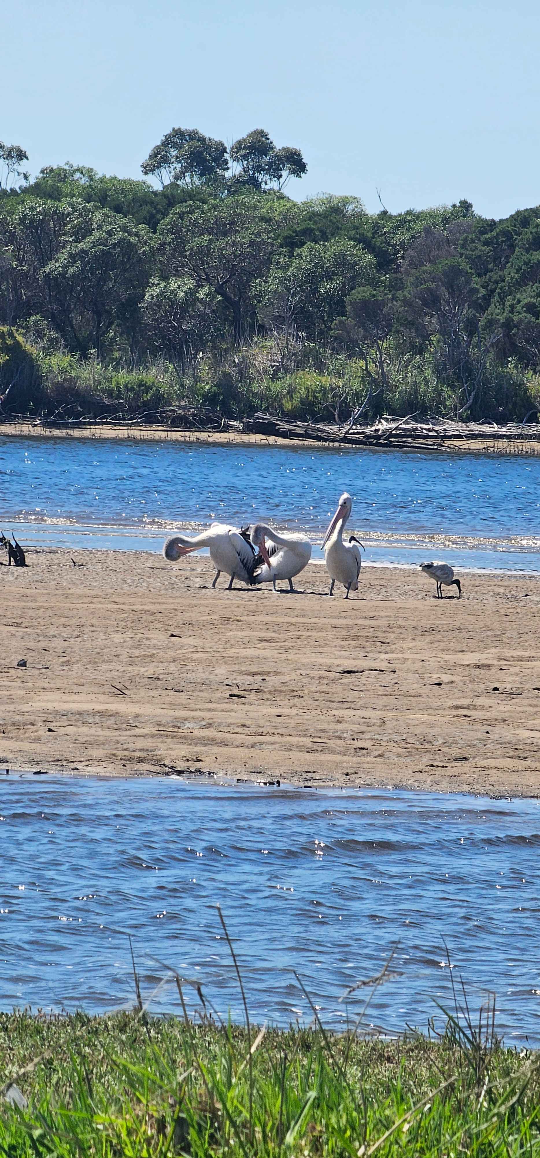 Snowy River Frontage Great Fishing