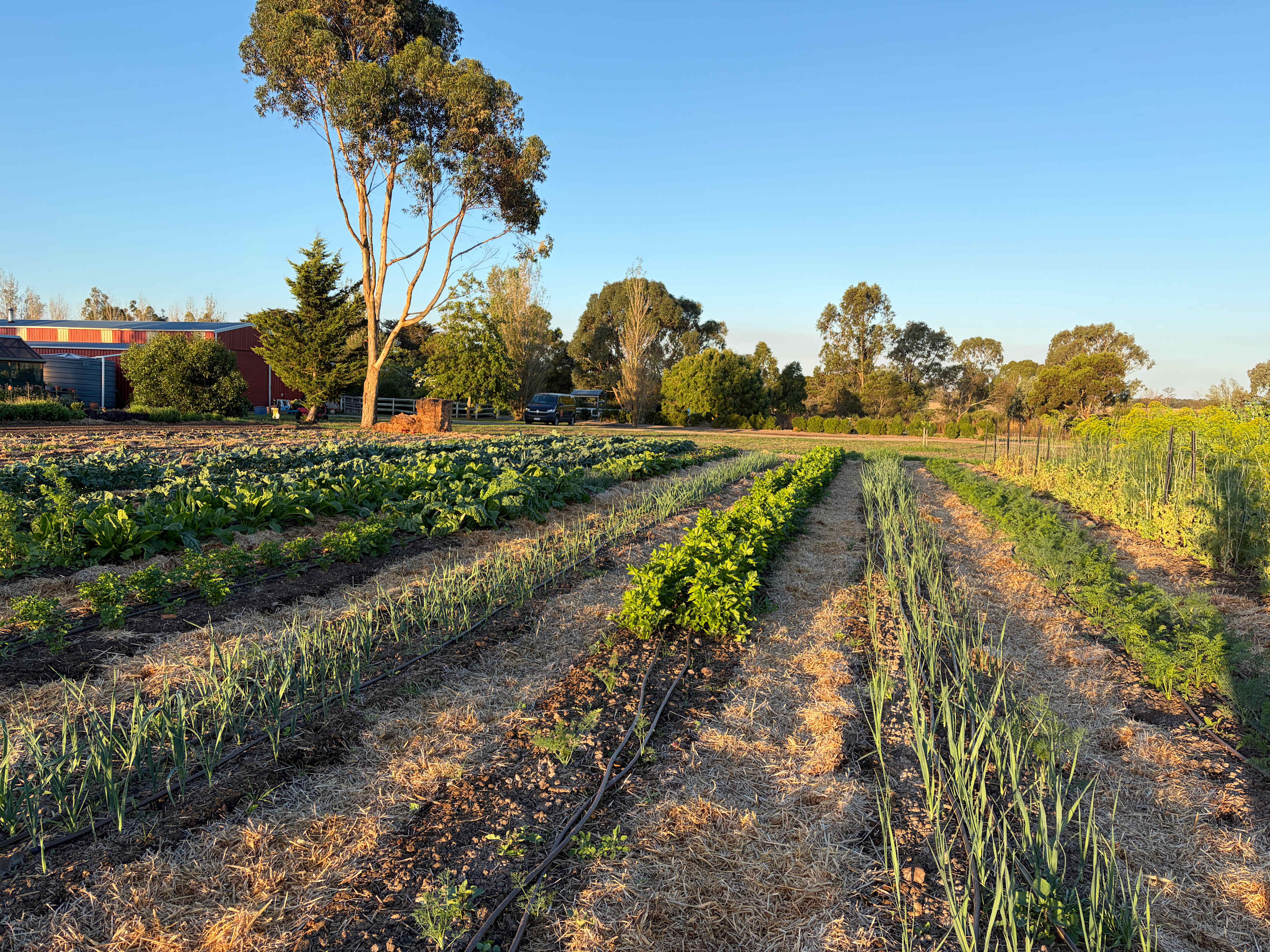 MacKinnon'sBridge veggie patch Camp