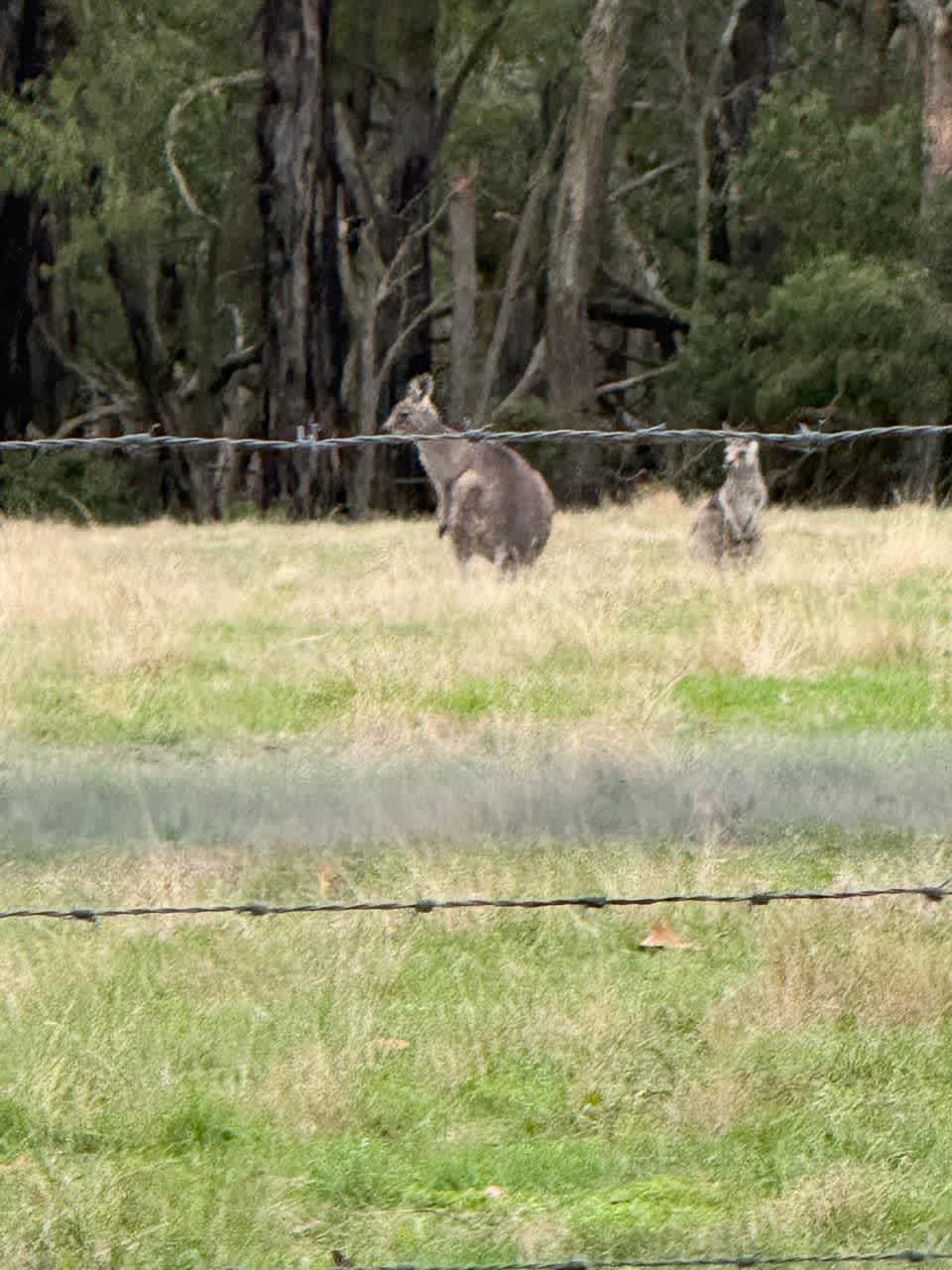 Clancy Springs, South Gippsland
