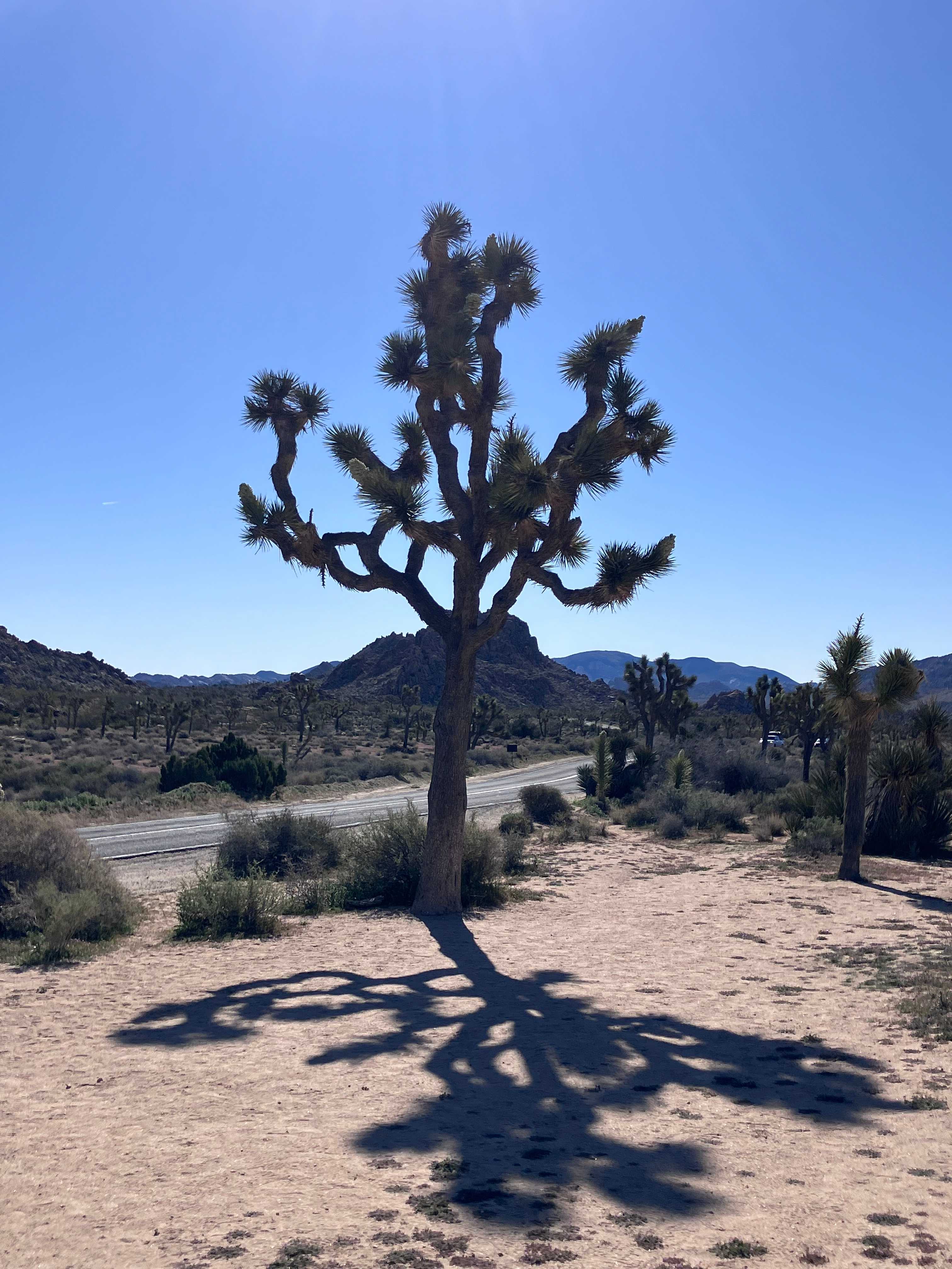 Joshua Tree Lake RV & Campground
