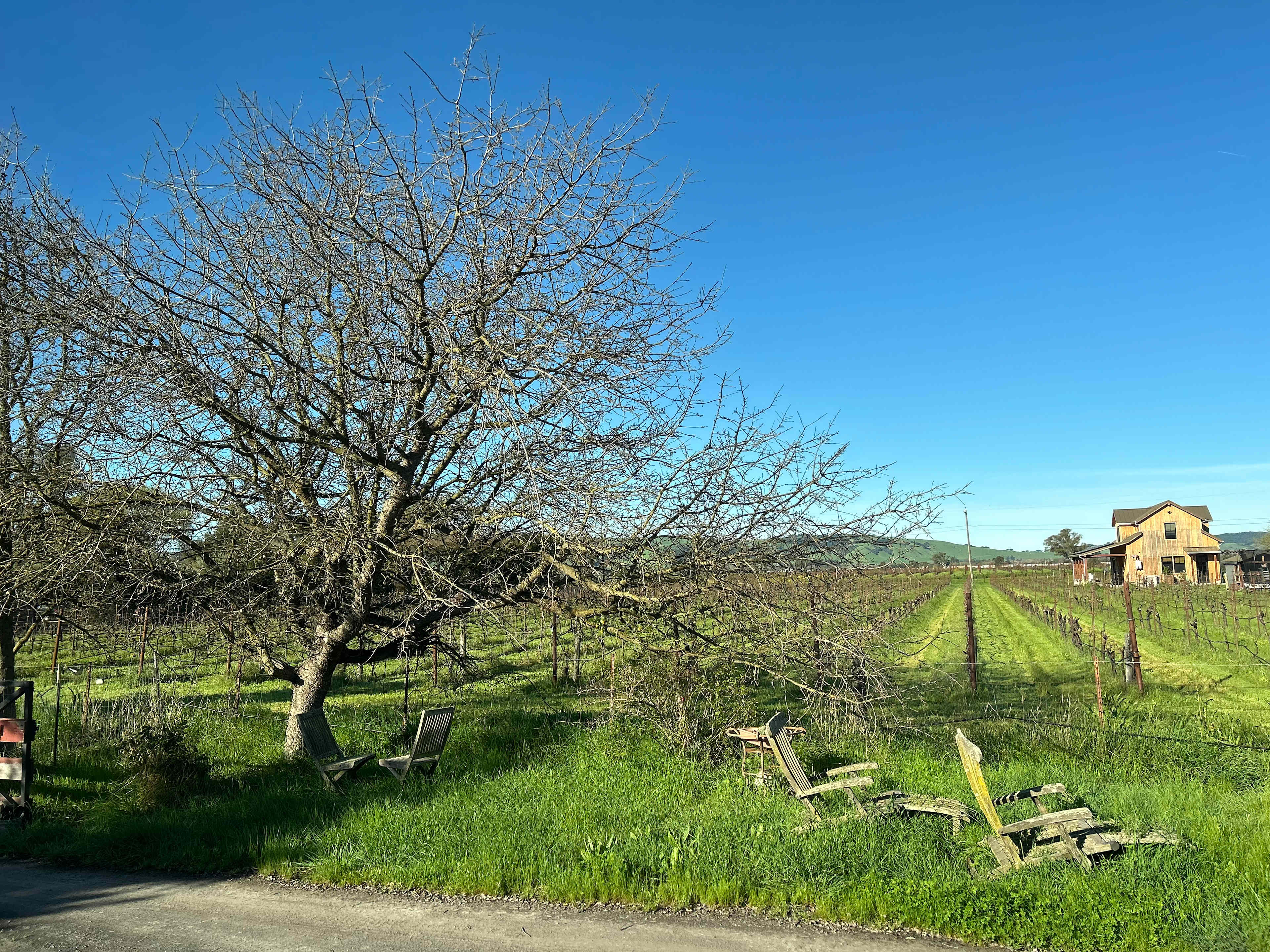 View of the neighbor’s vineyard 