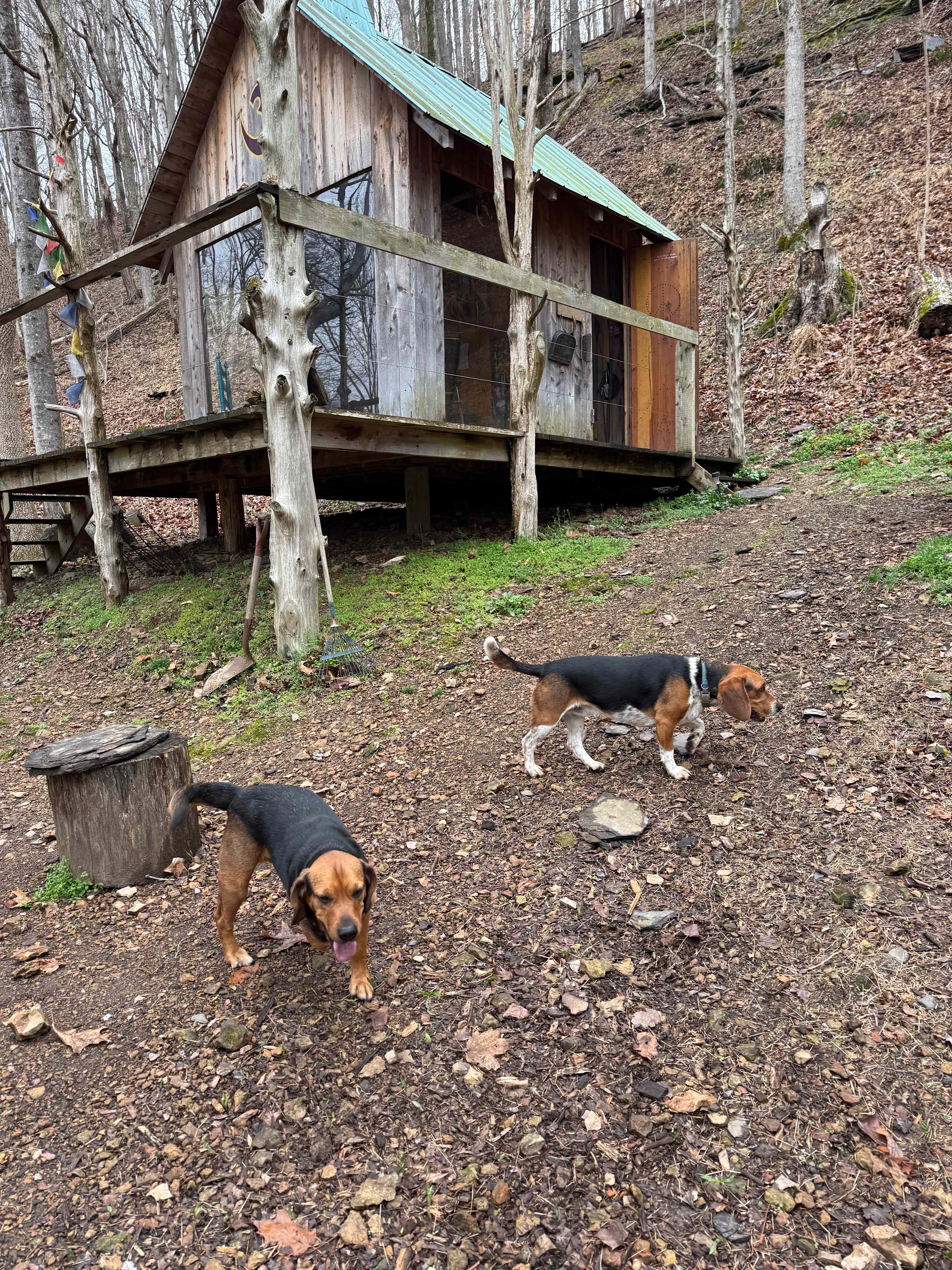 Rocket and Bo (smart friendly dogs, they know the word no, and respect boundaries) 