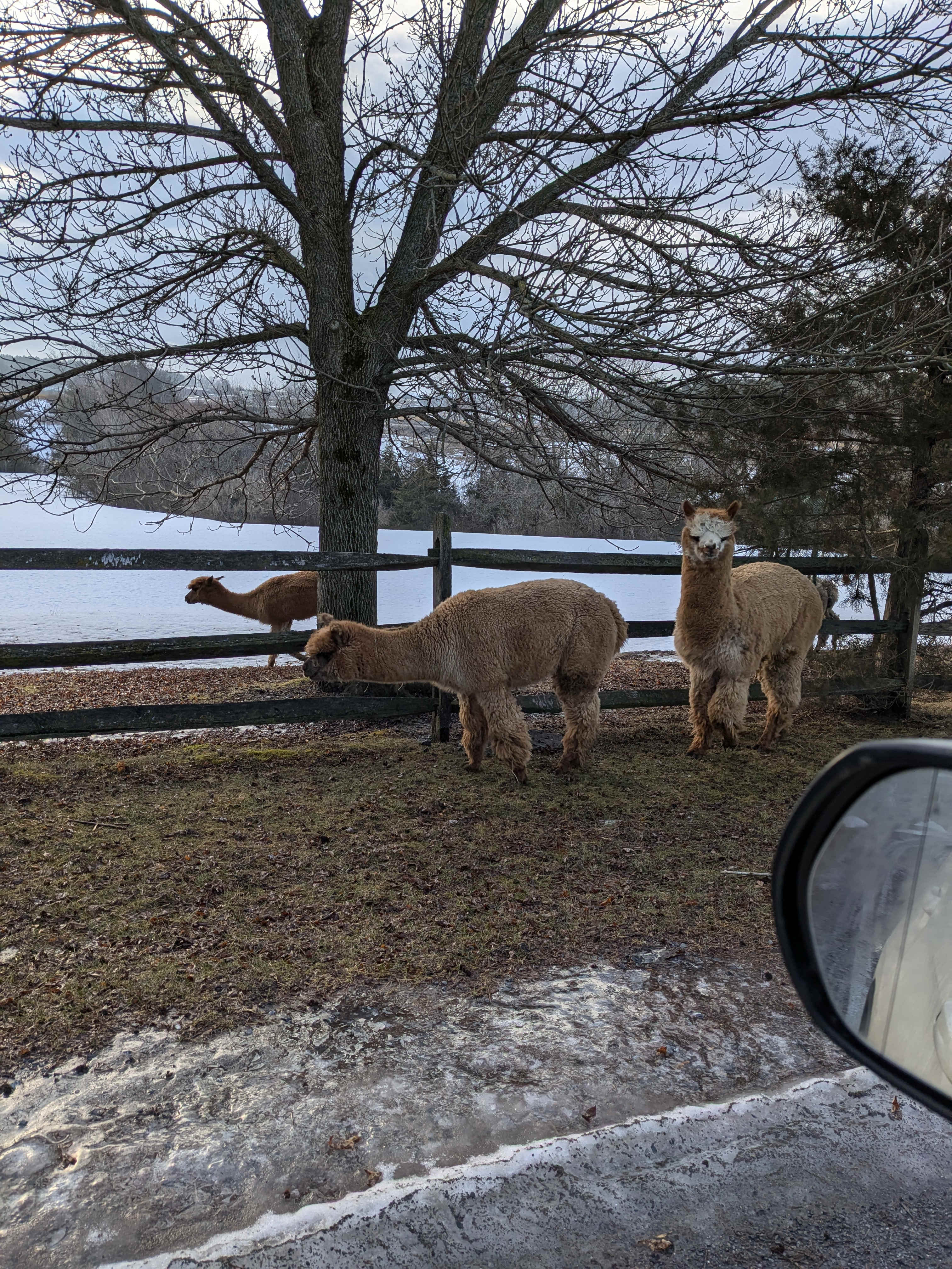 C.Valley Alpaca and Beef Ranch