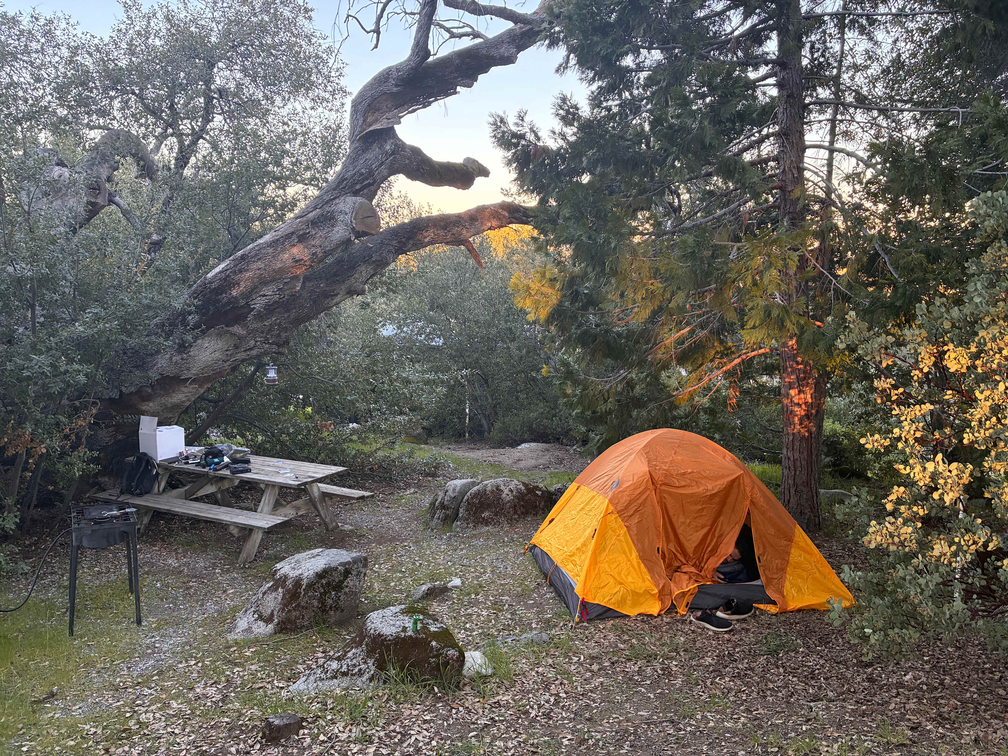 Camp 🏕 Gold Dust Vineyard