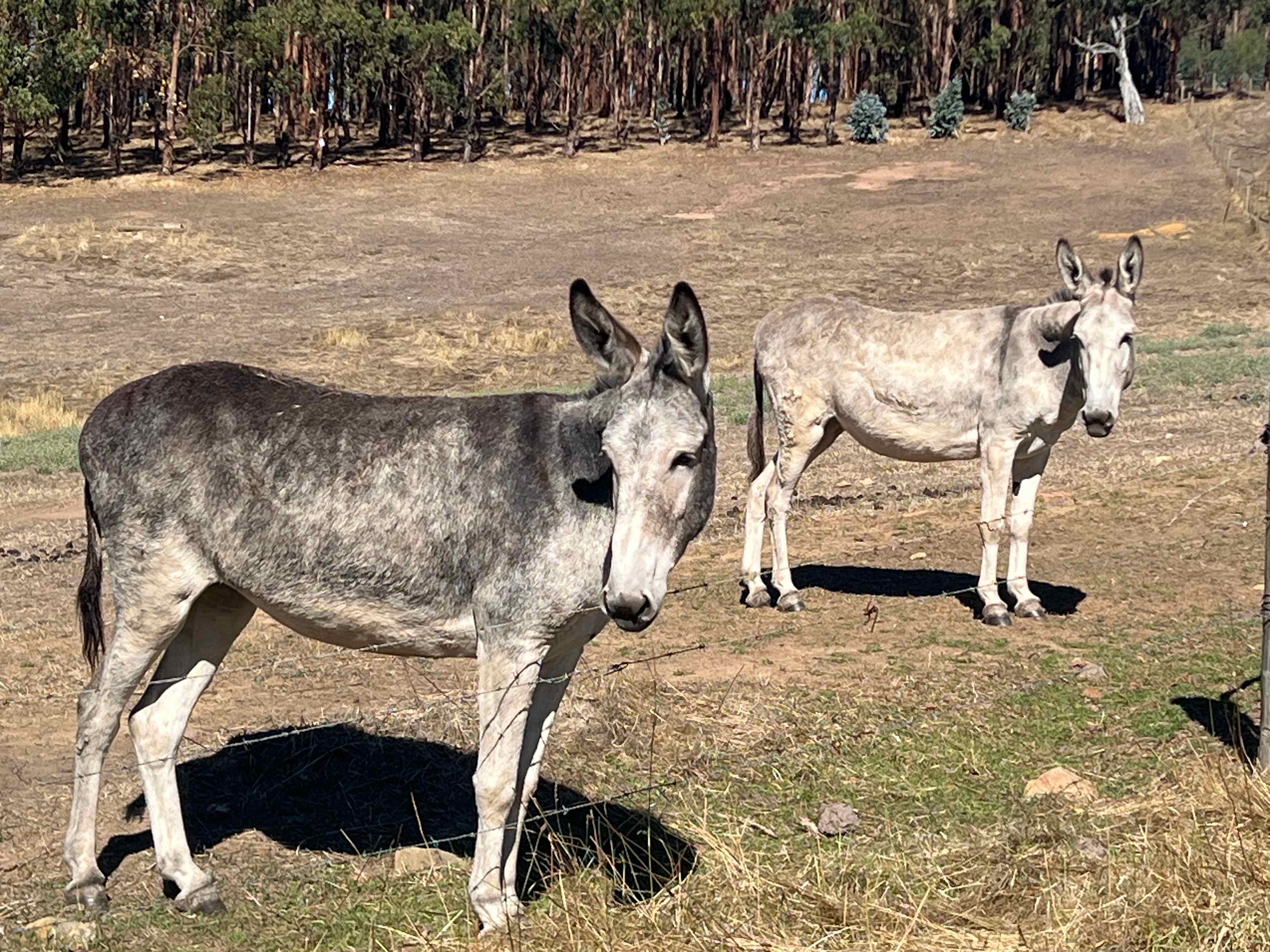 Koala Coast Retreat Farm
