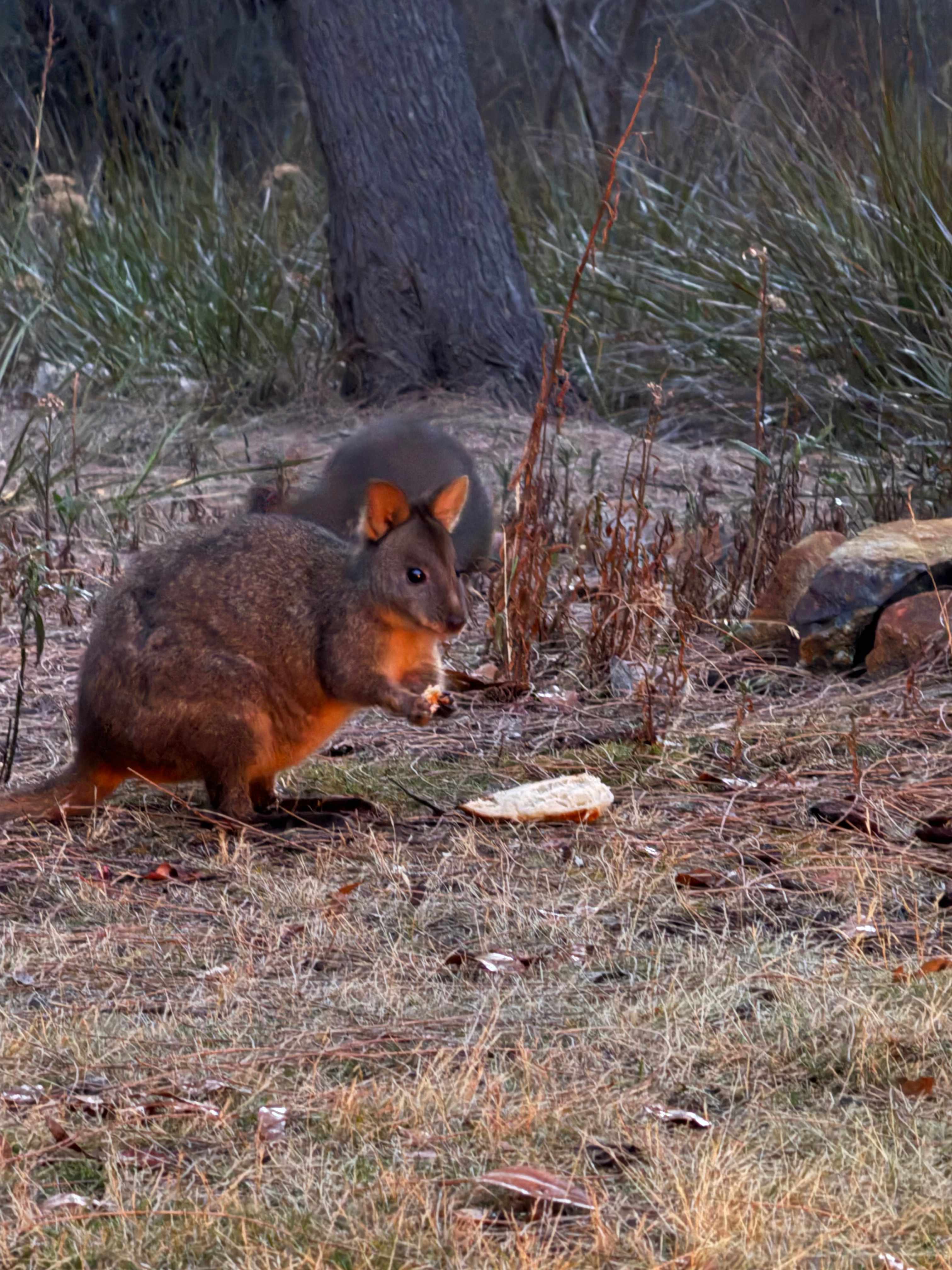 South Bruny Paradise
