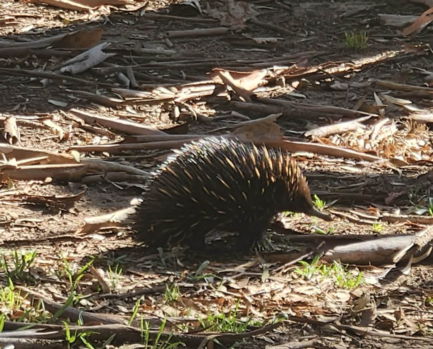 Noorla Farm (Happy Camping Ground)