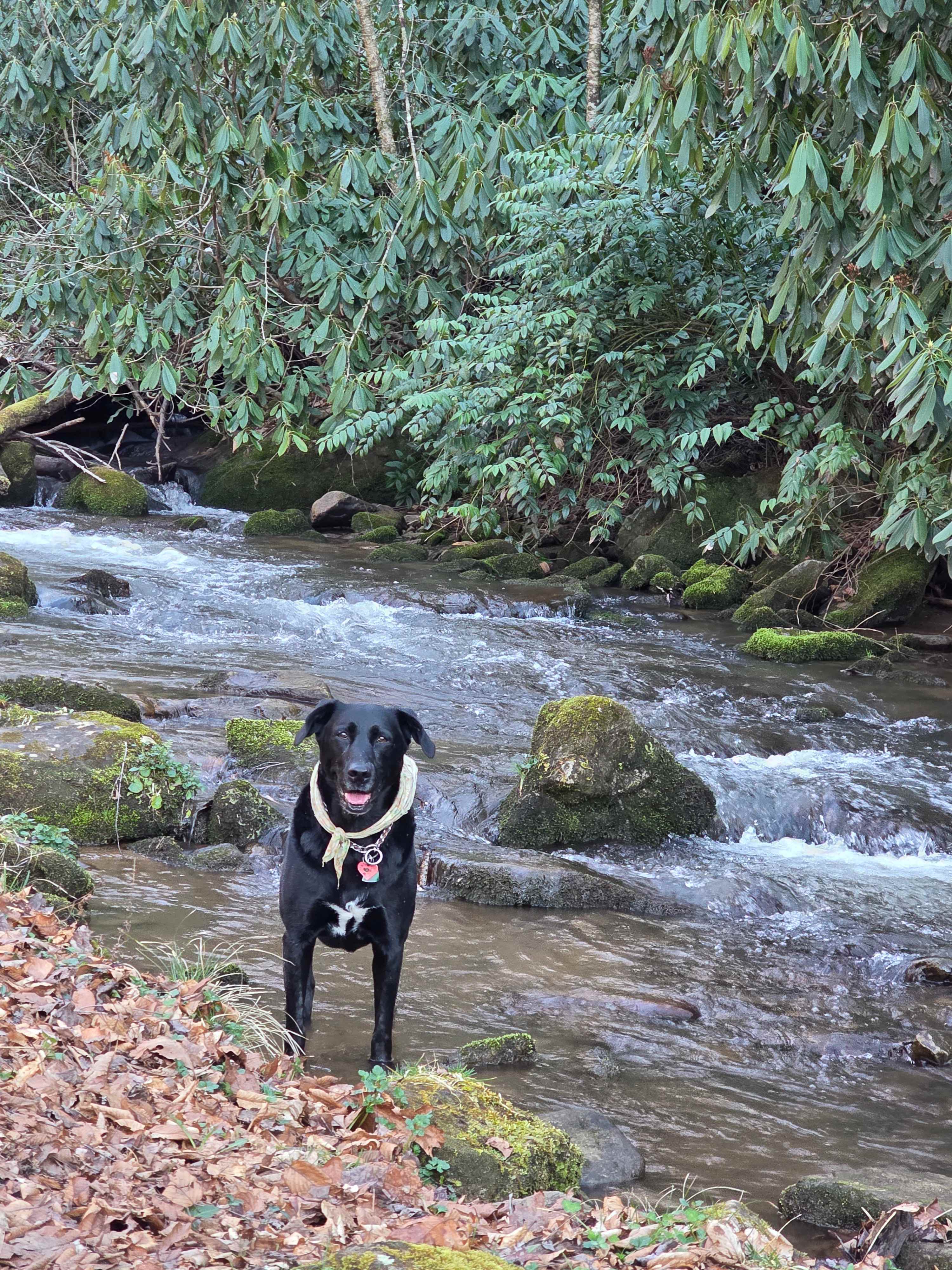 Cherokee Waterfall Campground