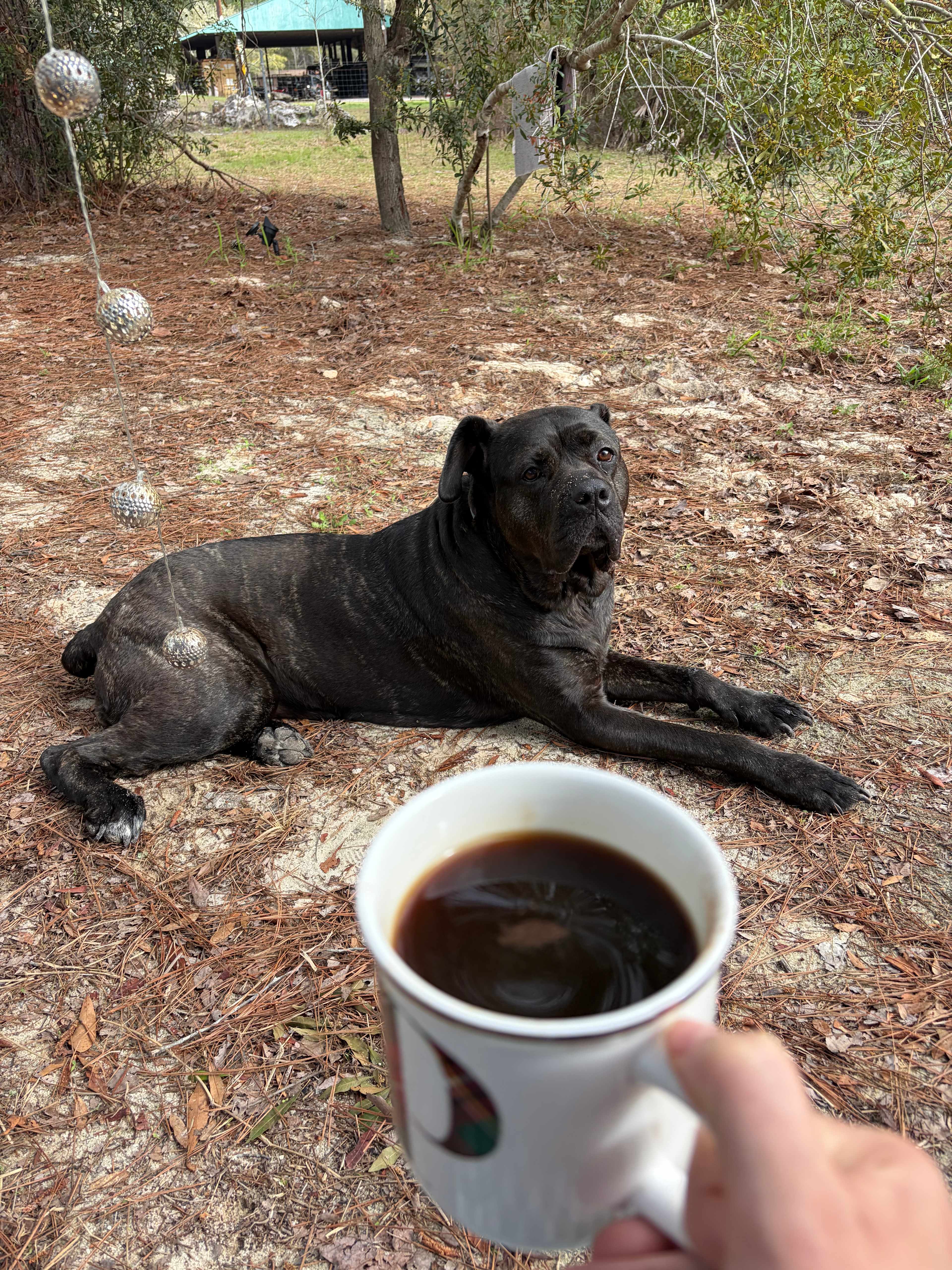 Serene Forested Blueberry Farm