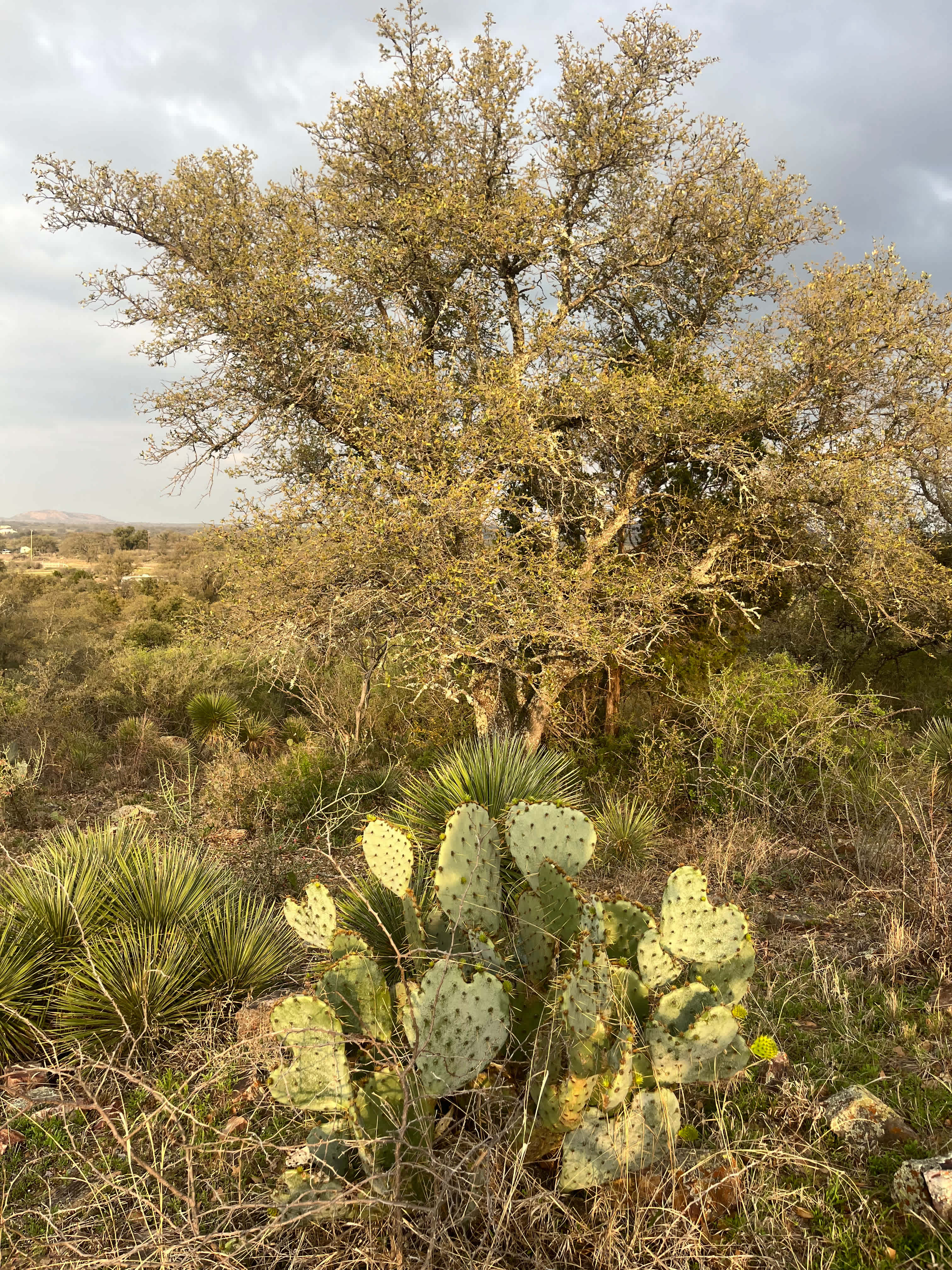 Brown Chicken Brown Cow Ranch