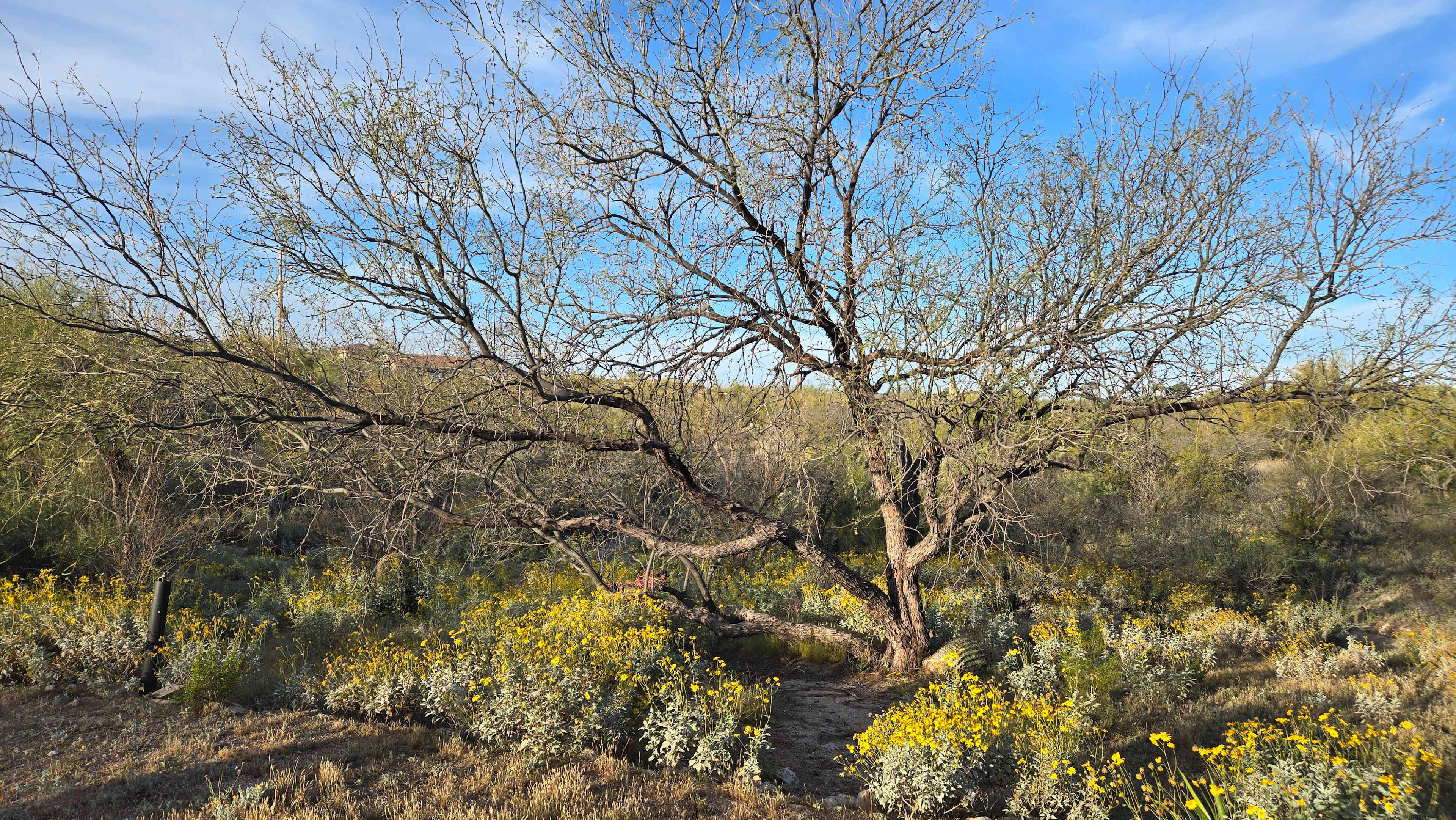 The Mountain View Spot!