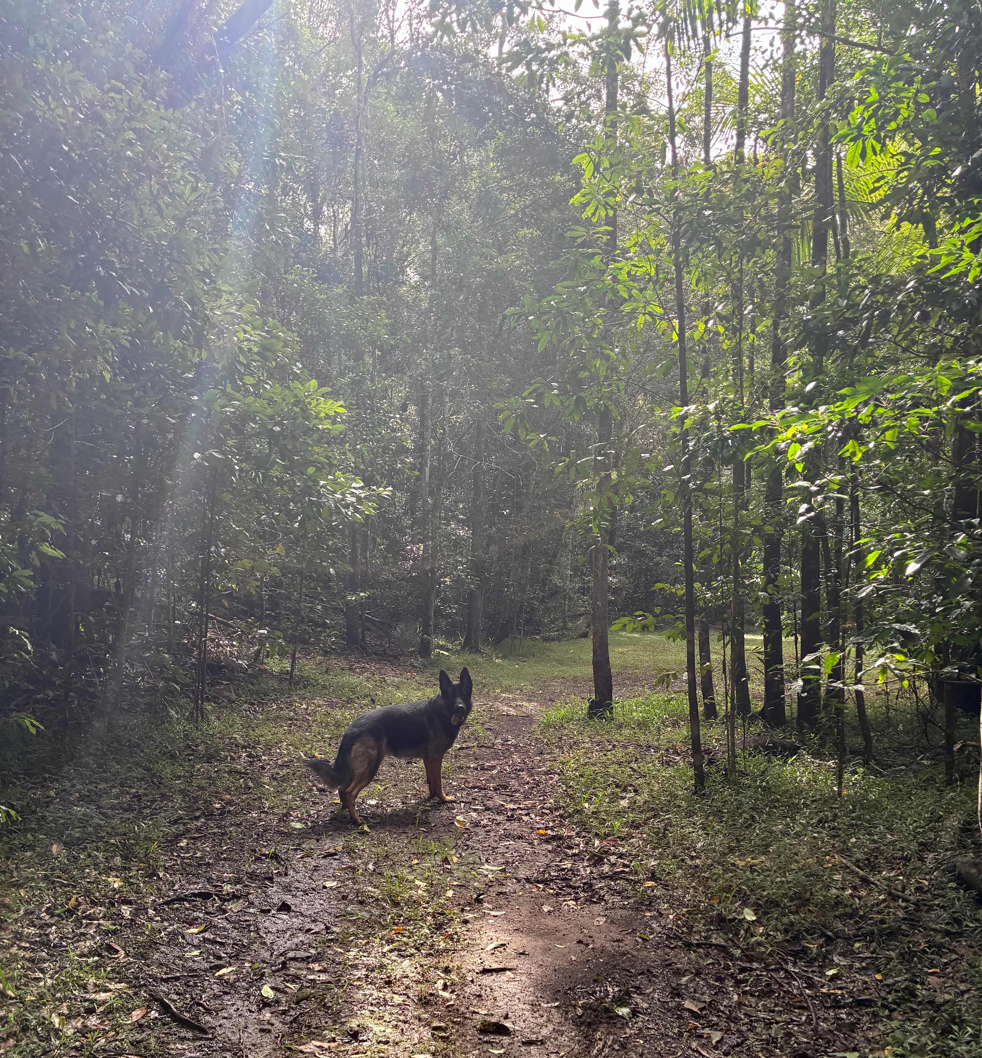 Woombye Rainforest Escape