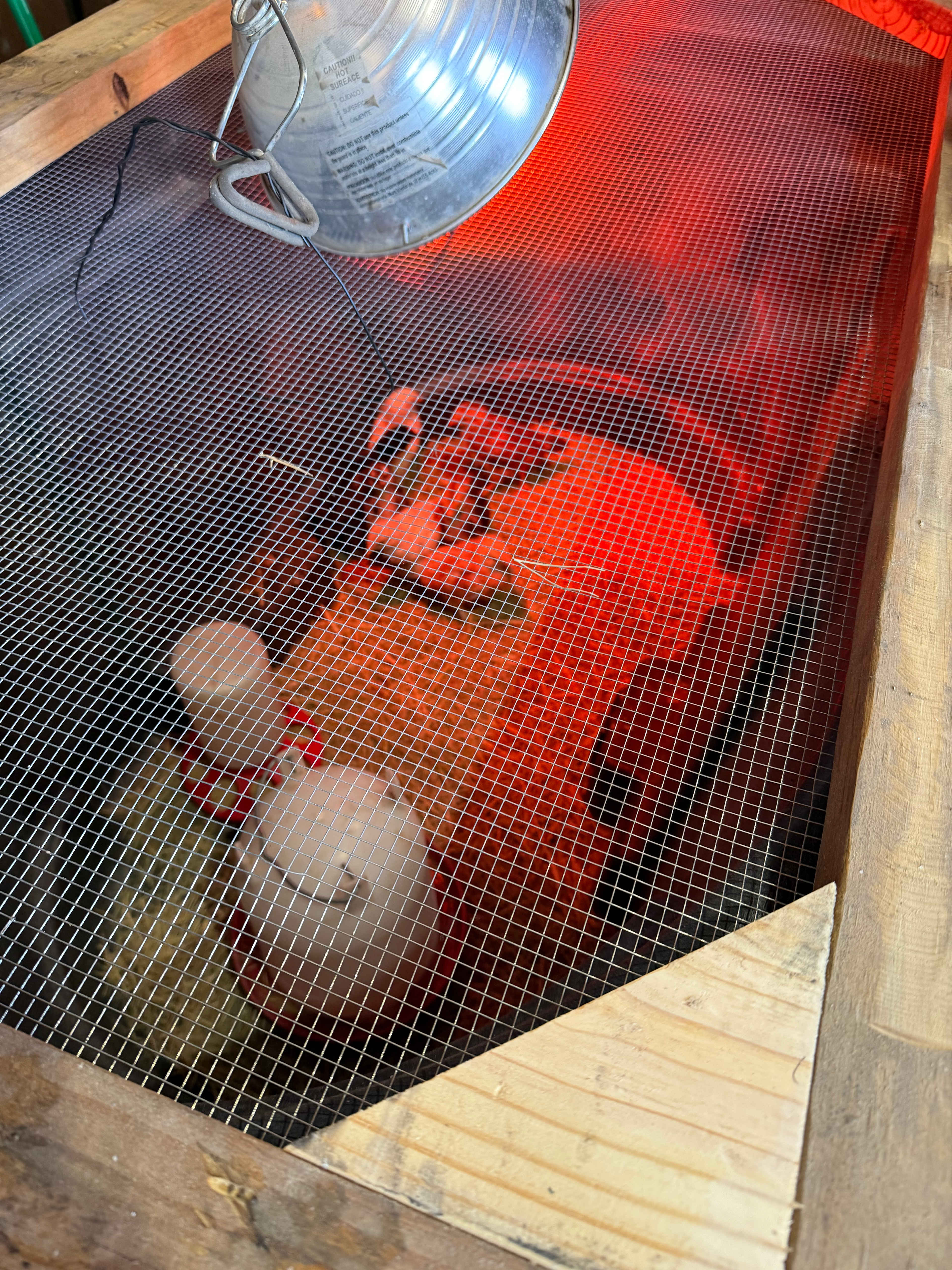 Baby chicks! Loved them