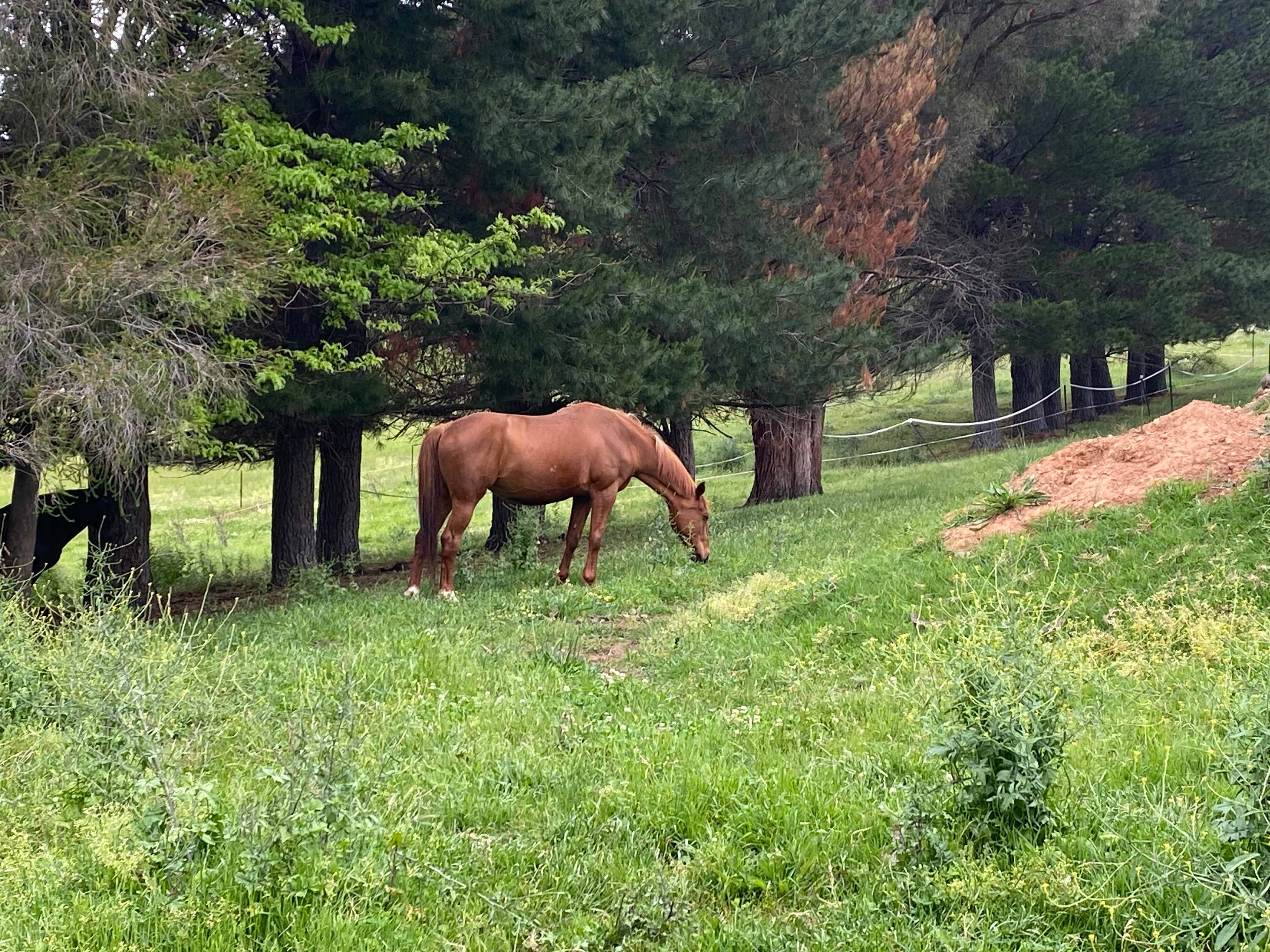 Wirreanda Park, Kancoona