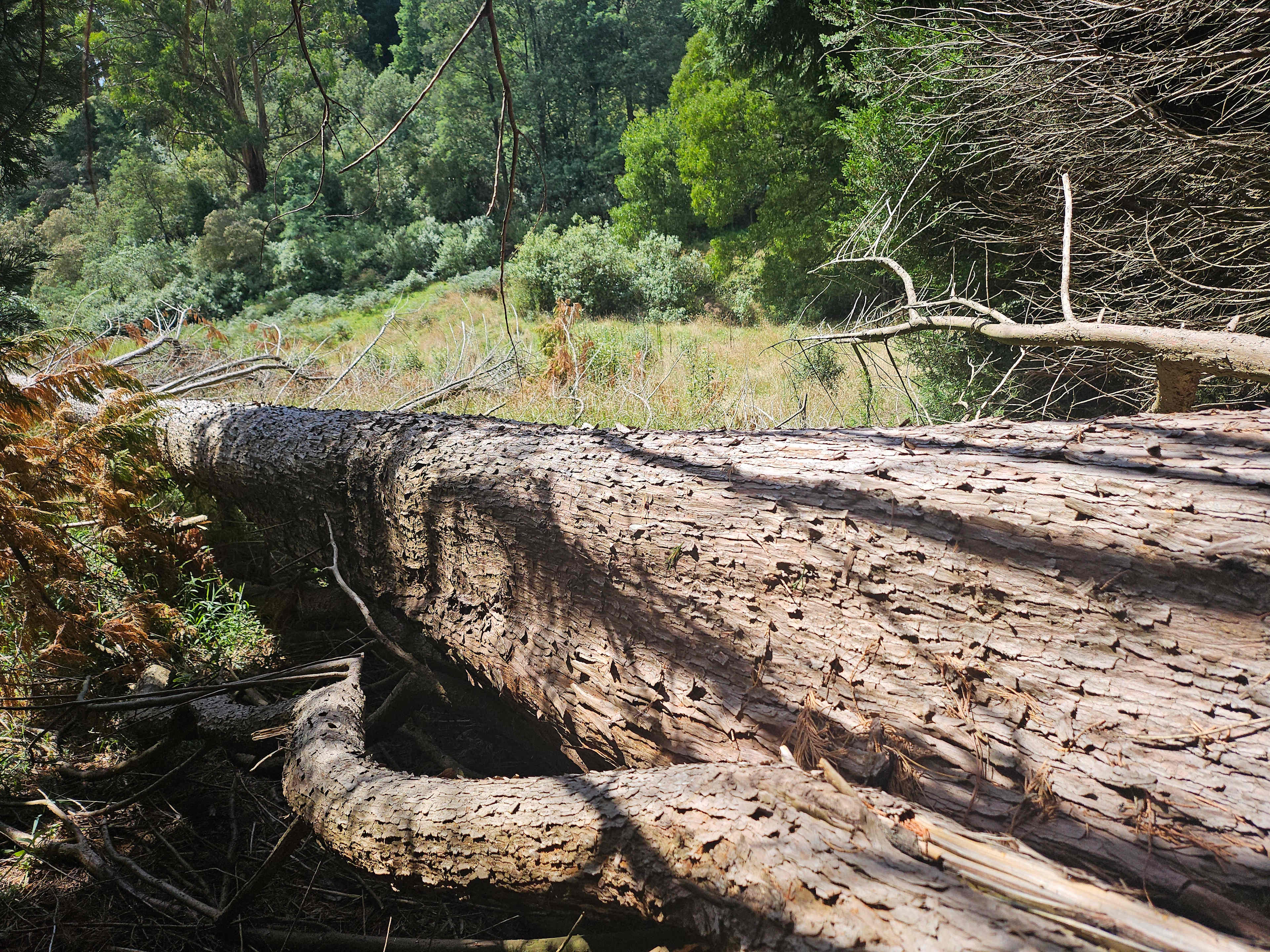 Waldheim - Our Home in the Forest