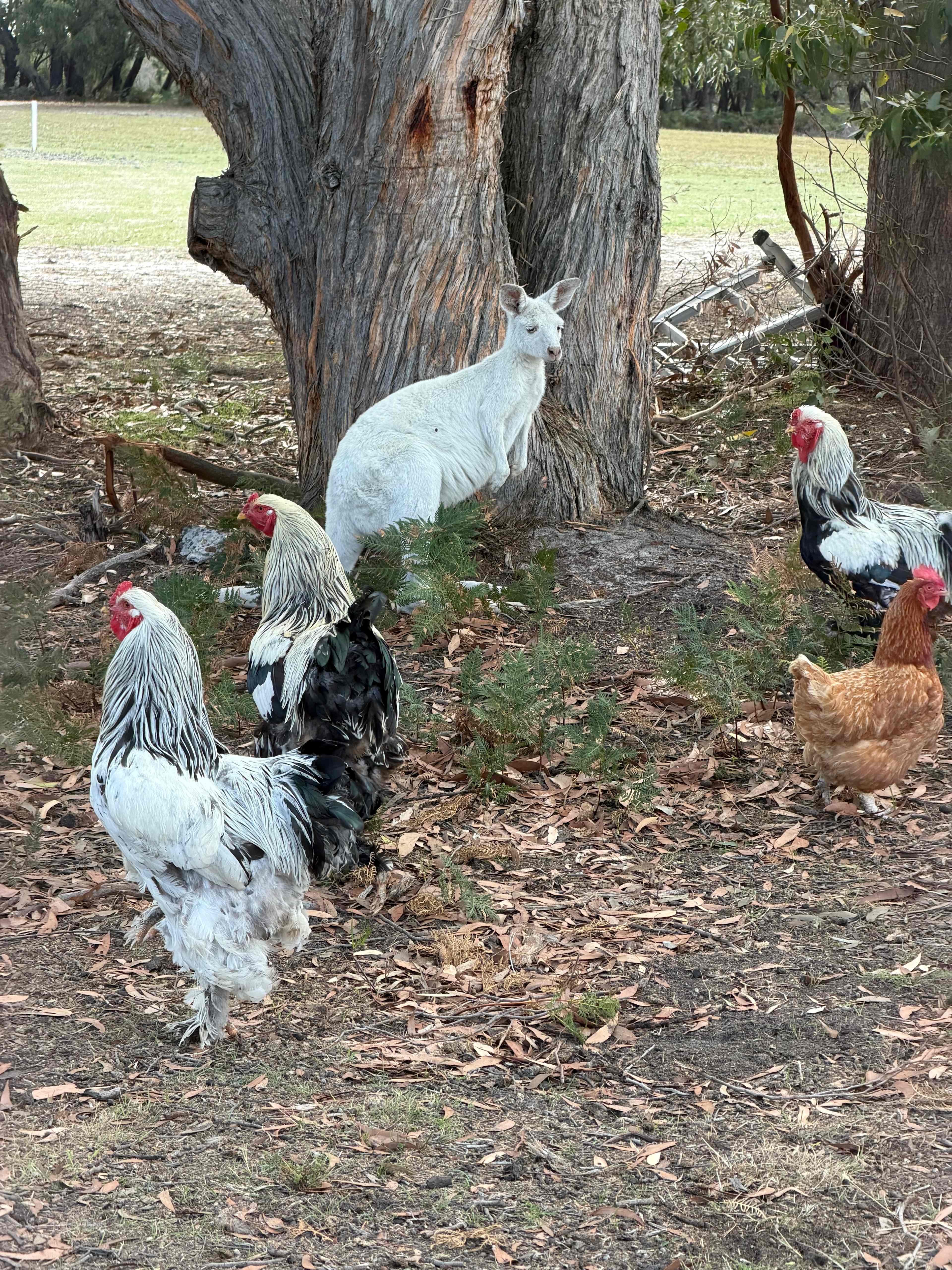Bayview Cabins & Camping French Island 