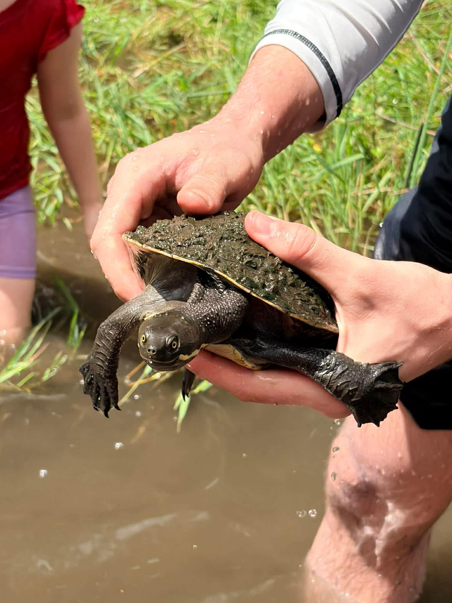 Kerry Valley Secret, Scenic Rim