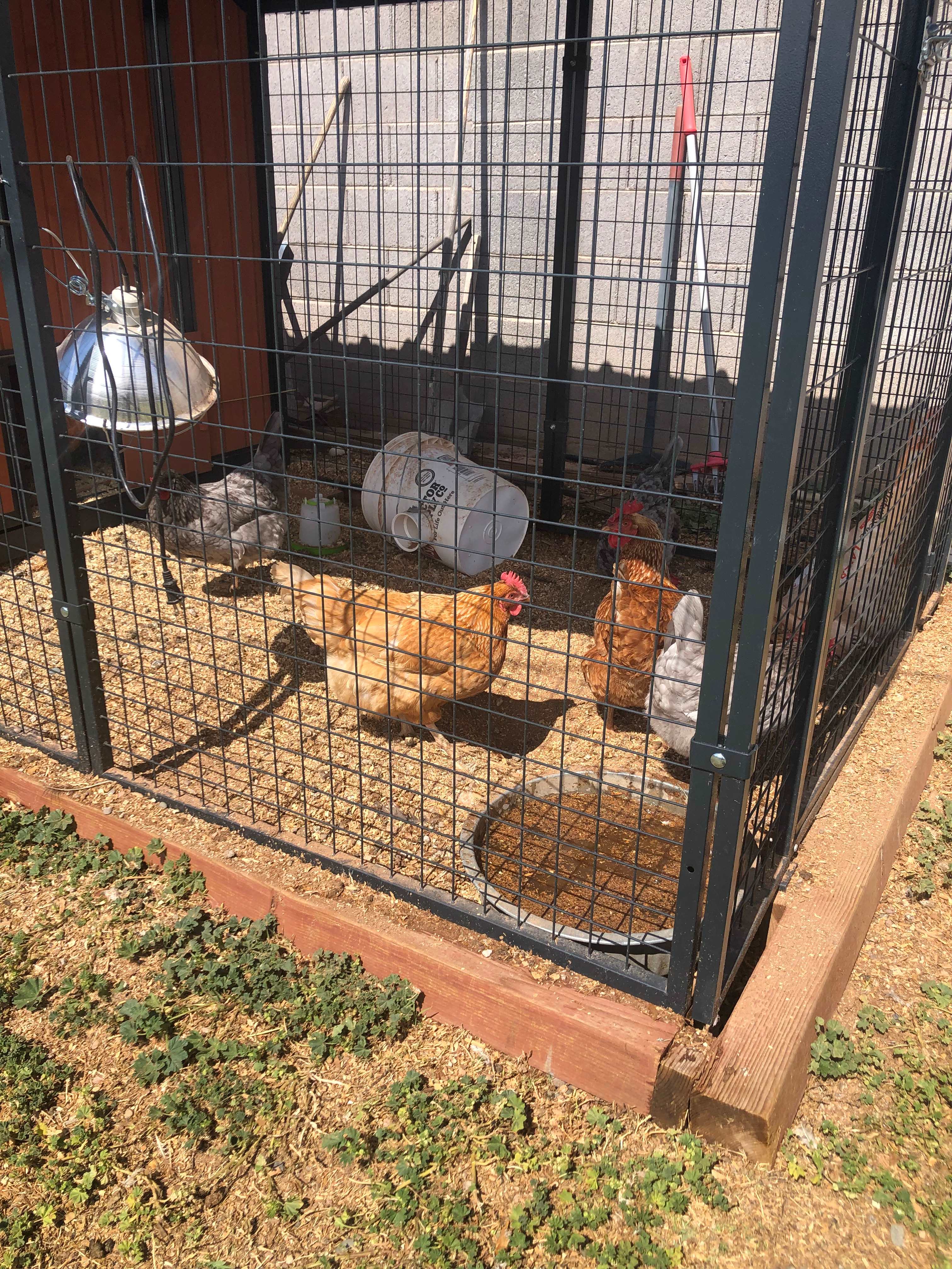 All Hens - No Rooster Crowing