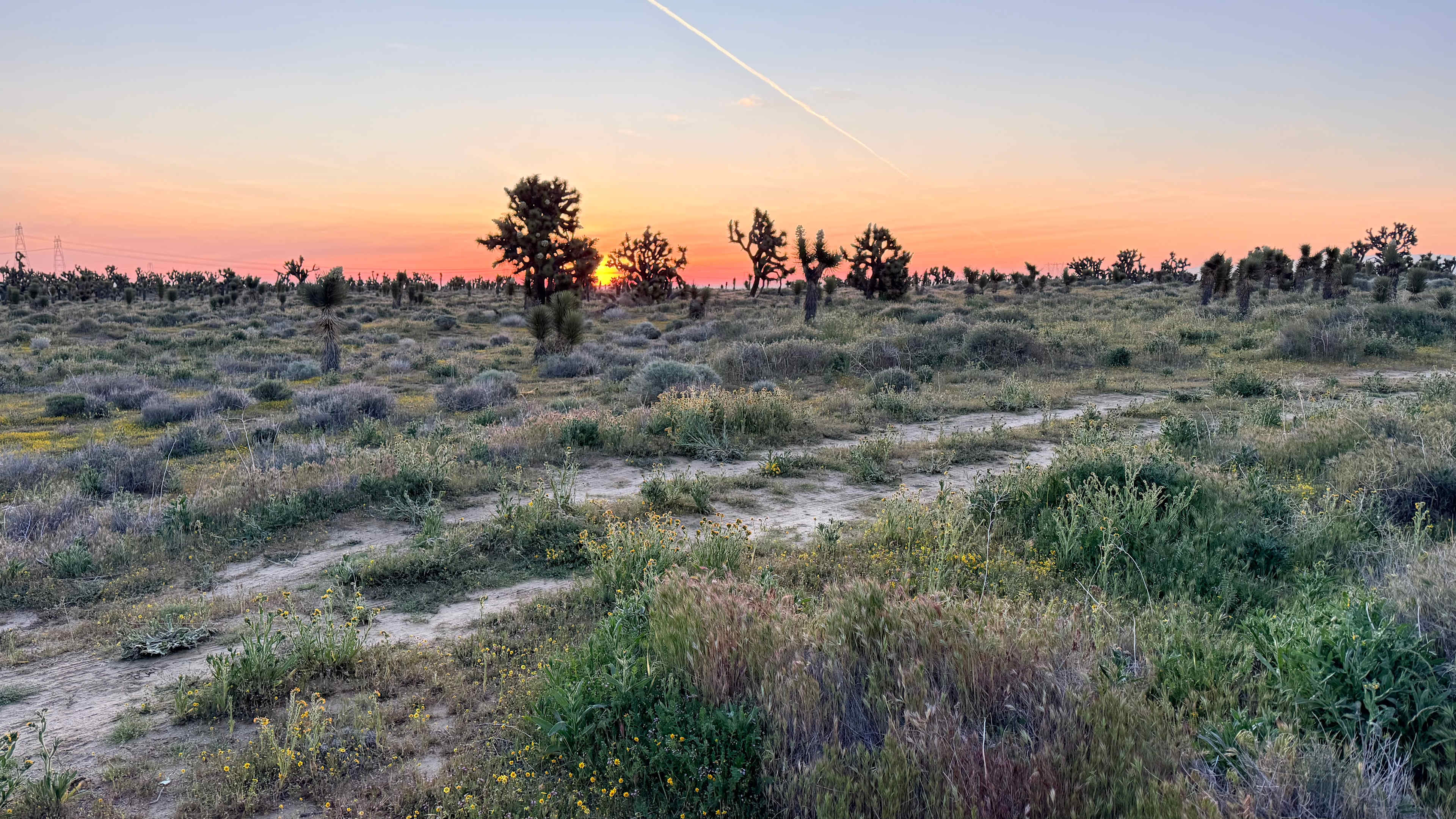 Joshua Tree Ranch Los Angeles