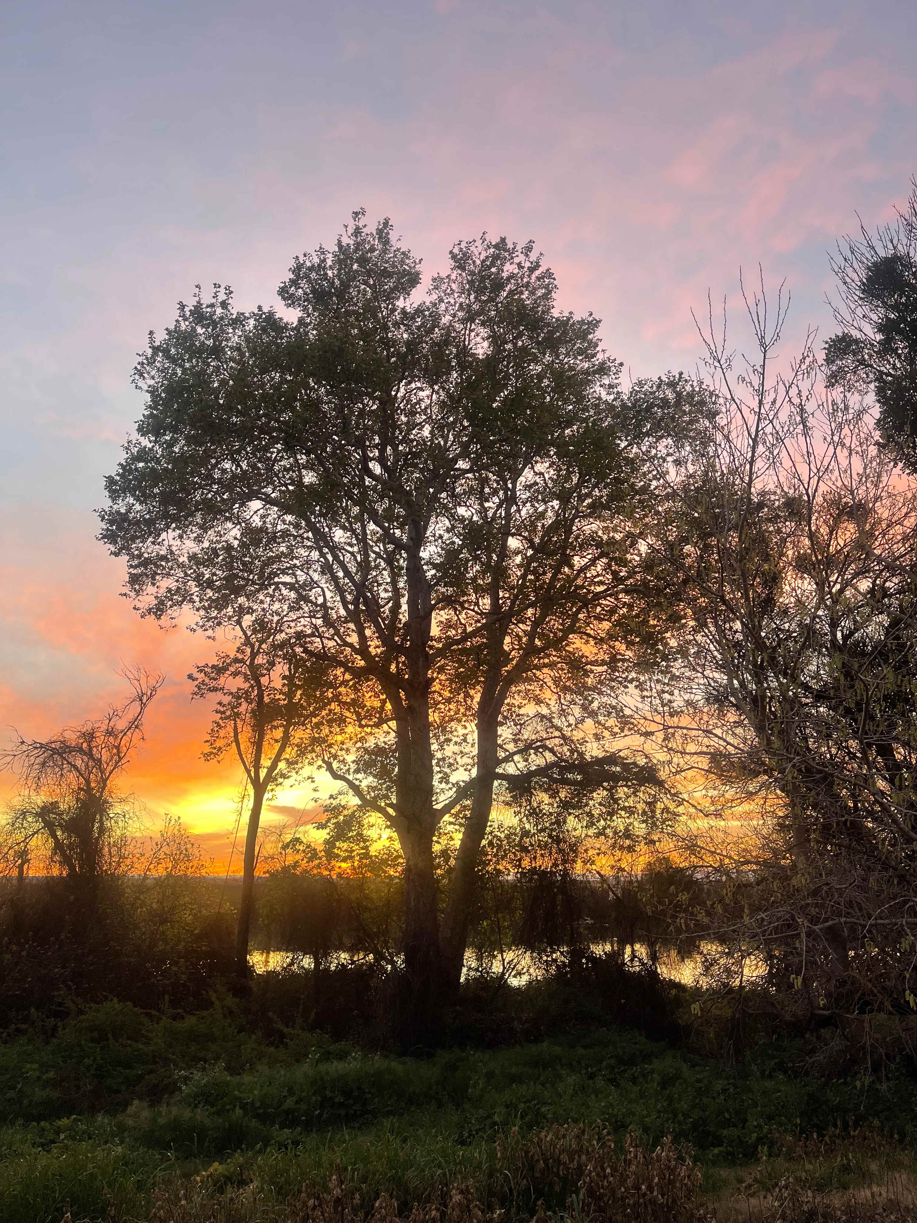 Sacramento Delta Vineyard View