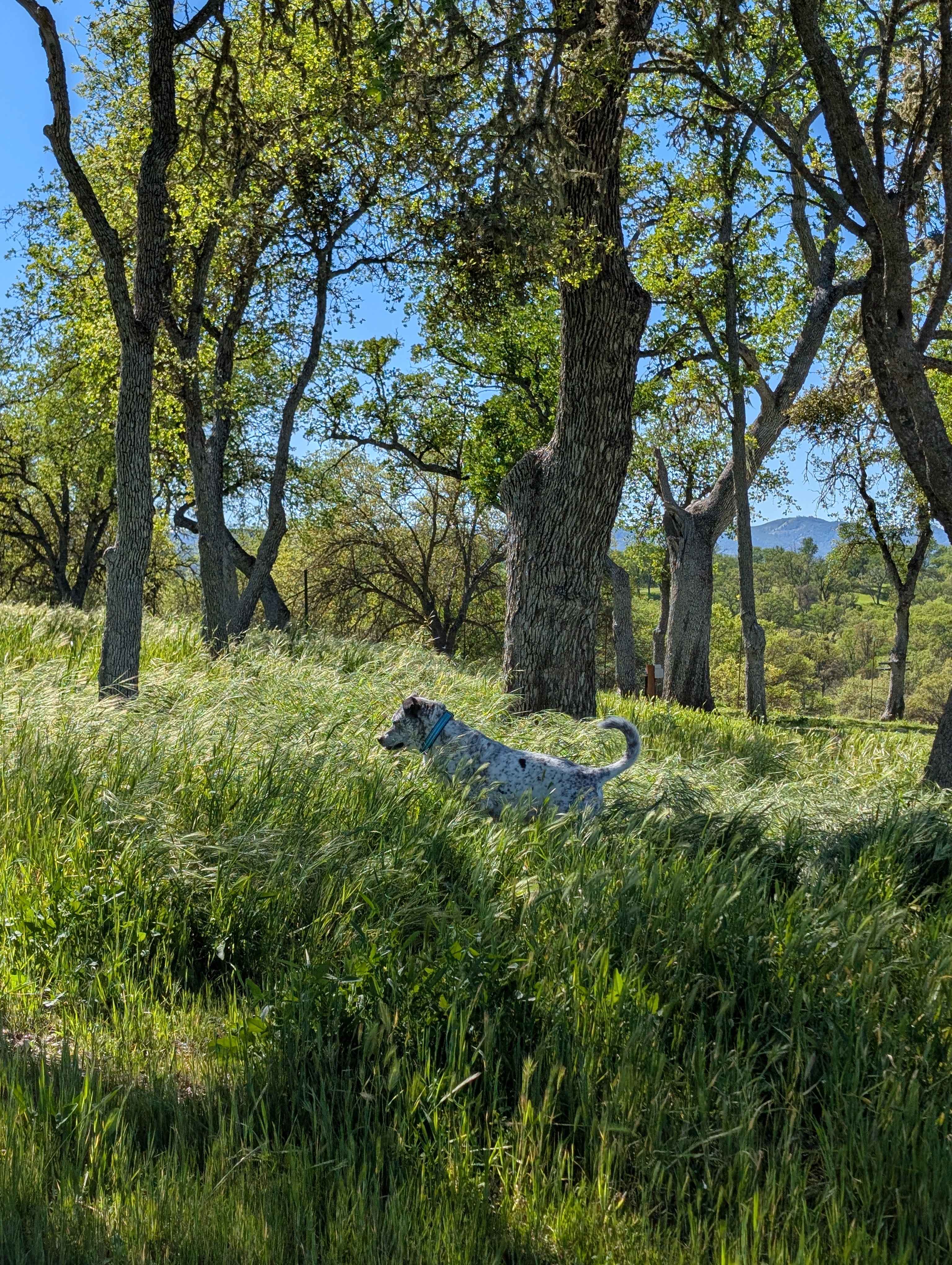 Jeffrey was willing to put off mowing until we left since my dog was enjoying the deep grass--the space is maintained very well