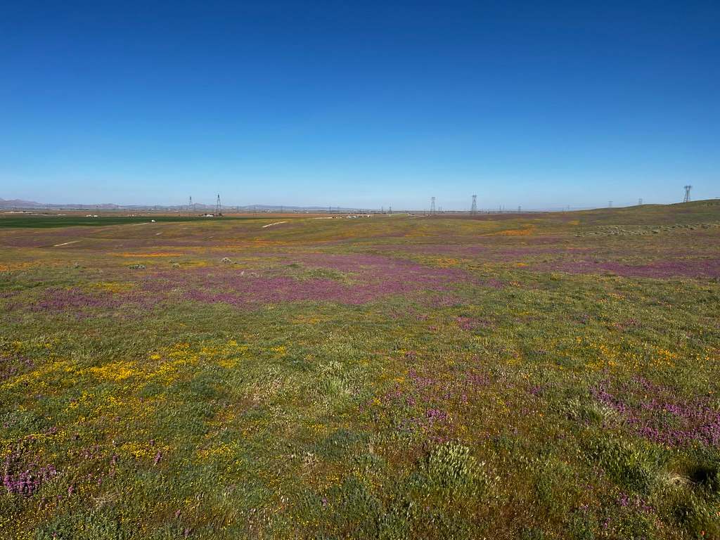 California Poppy & Wildflower Field