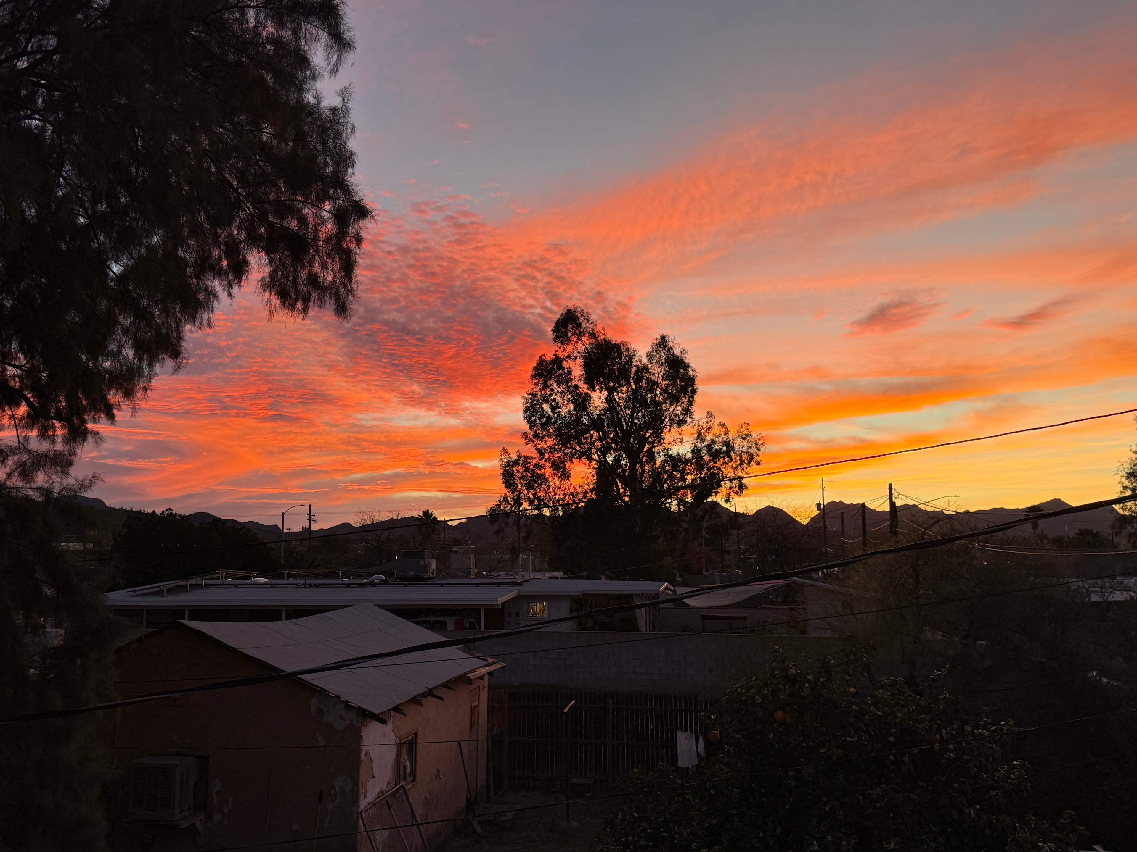 Roadrunner Tucson Birds and Cacti