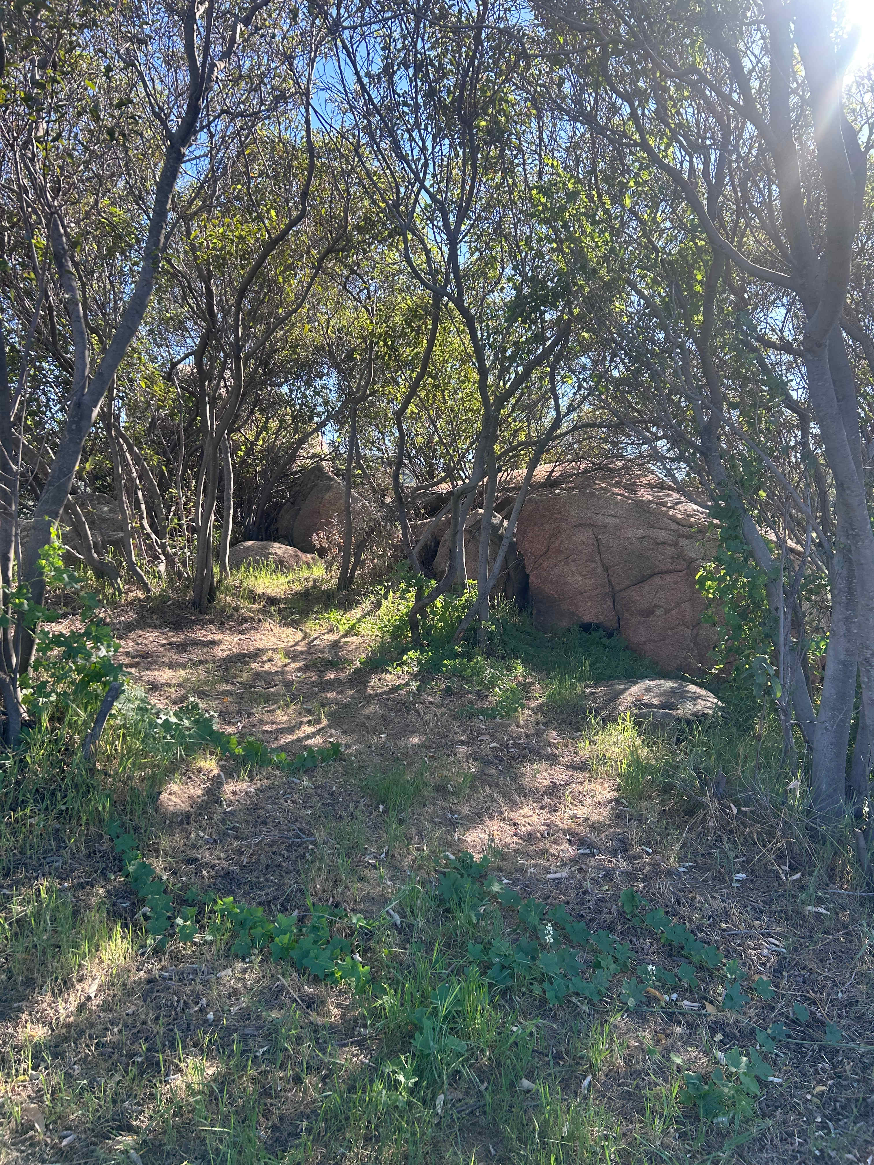 Zephyr Mountain Avocado Grove
