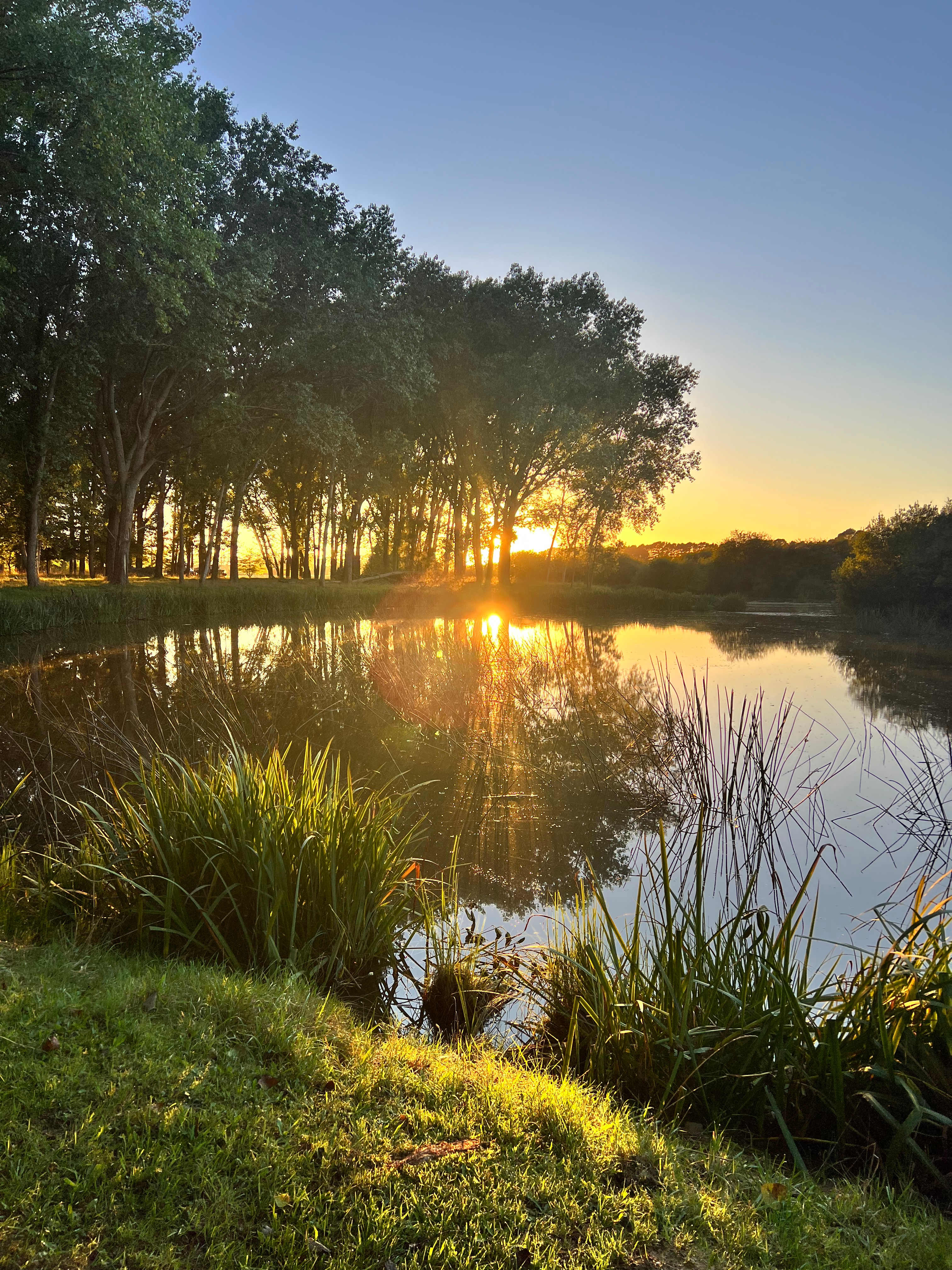 Wings of the Carribee