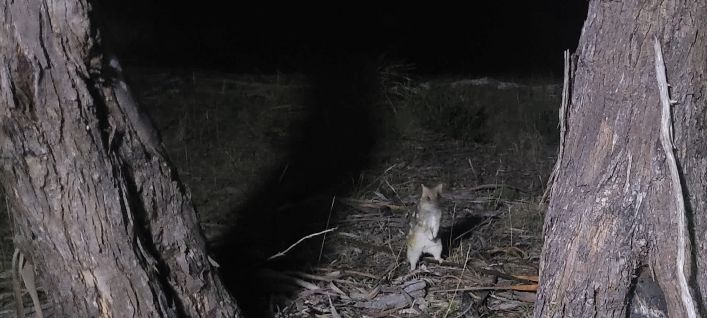 Quoll Hideaway - Bruny Island Bush & Beach camping