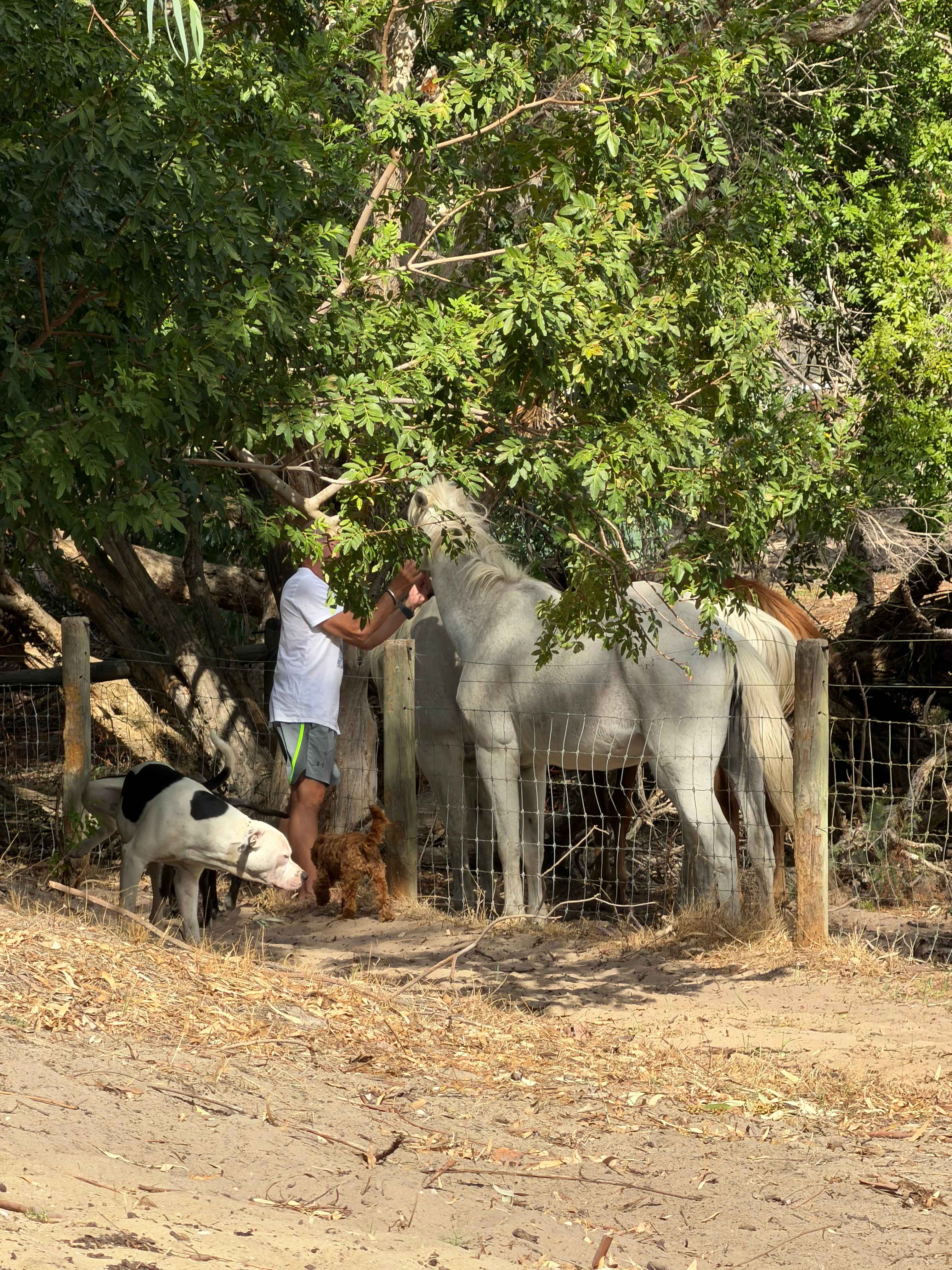 Everything Horses Ltd